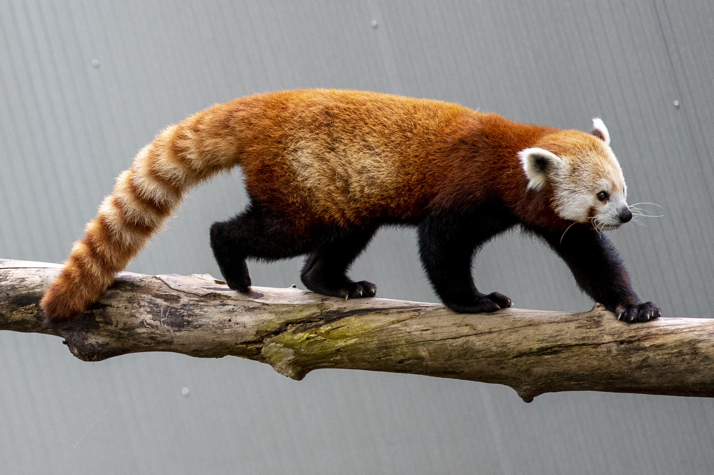 パンツ redpanda 27GW4J25ORHSLC7QZCMYSAT56U.JPG