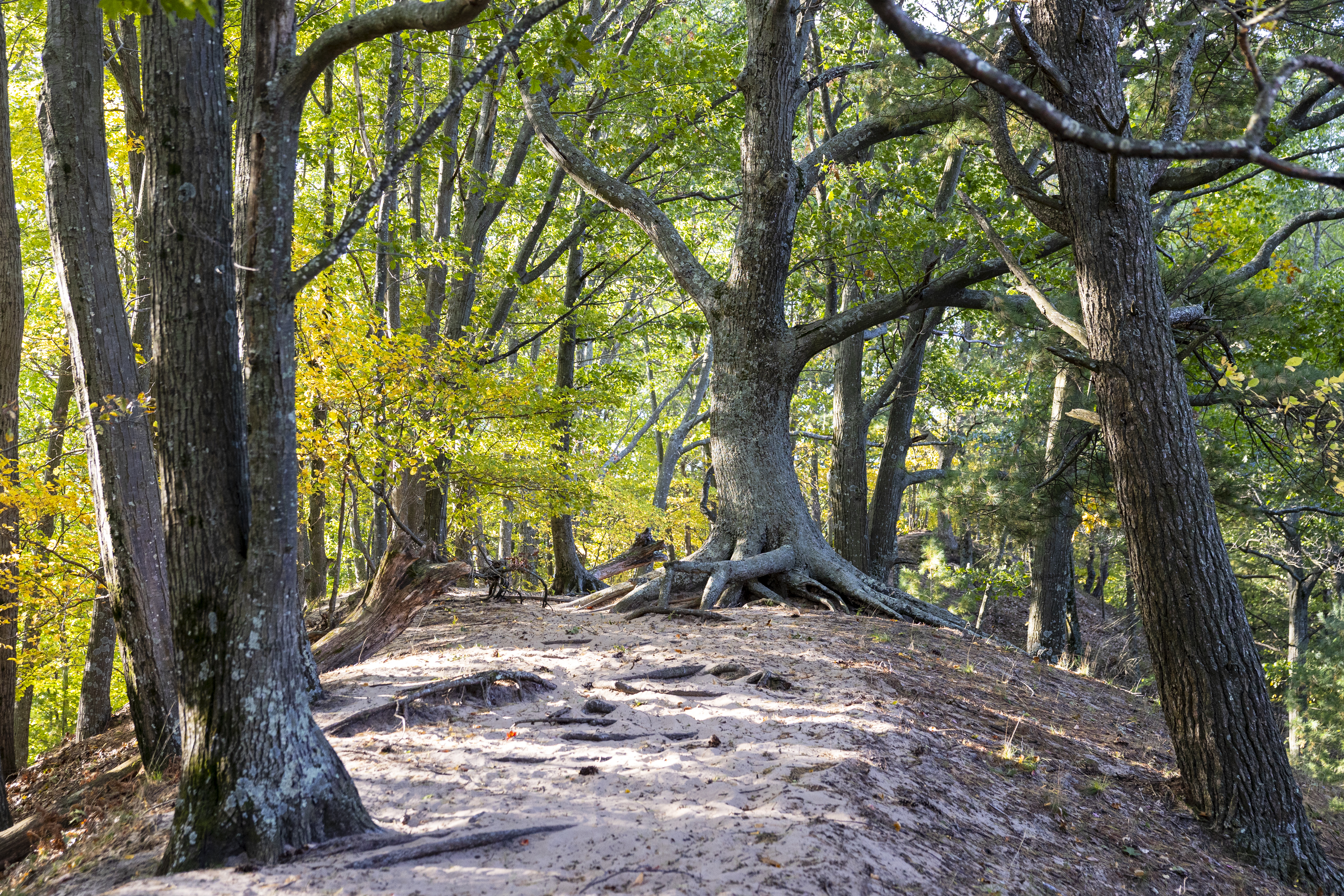 The Lake Michigan Trail at Nordhouse Dunes Wilderness Area in Mason County, Mich. on Saturday, Oct. 12, 2024.  