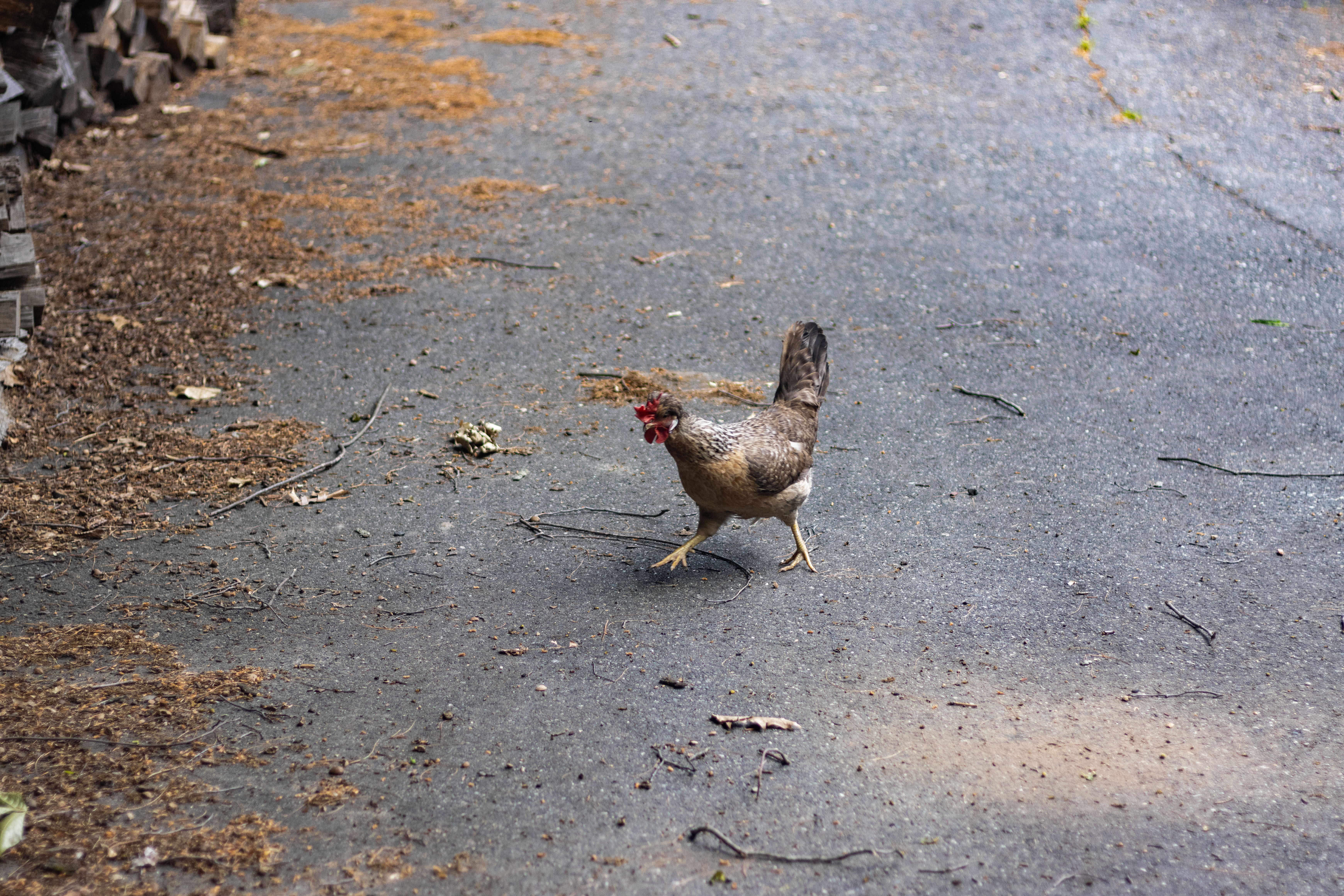 Chicken catcher bodycams deemed not reasonable following animal