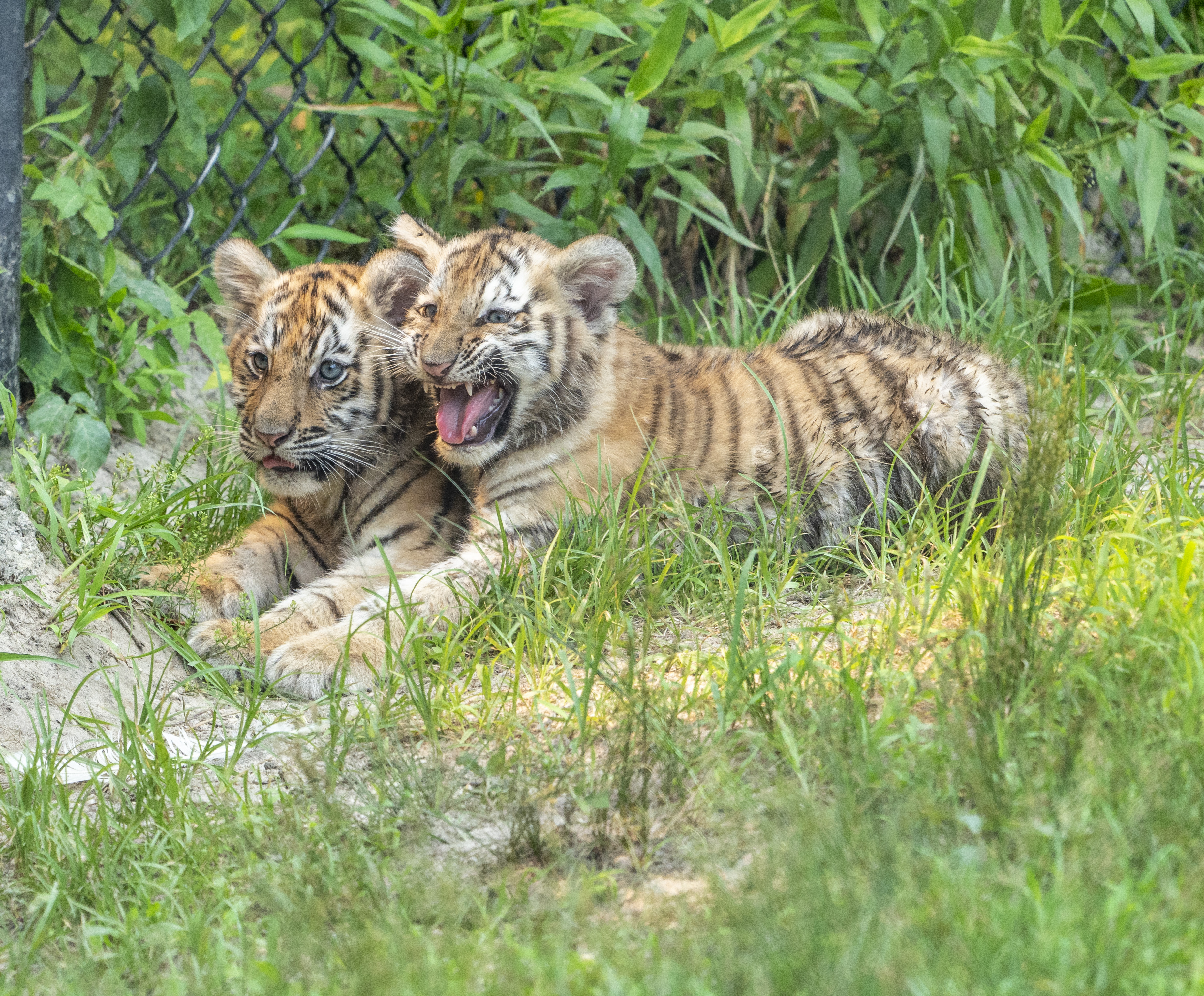 5 Newborn Cubs at Six Flags Wild Safari Are Just Too Cute - NJ Family