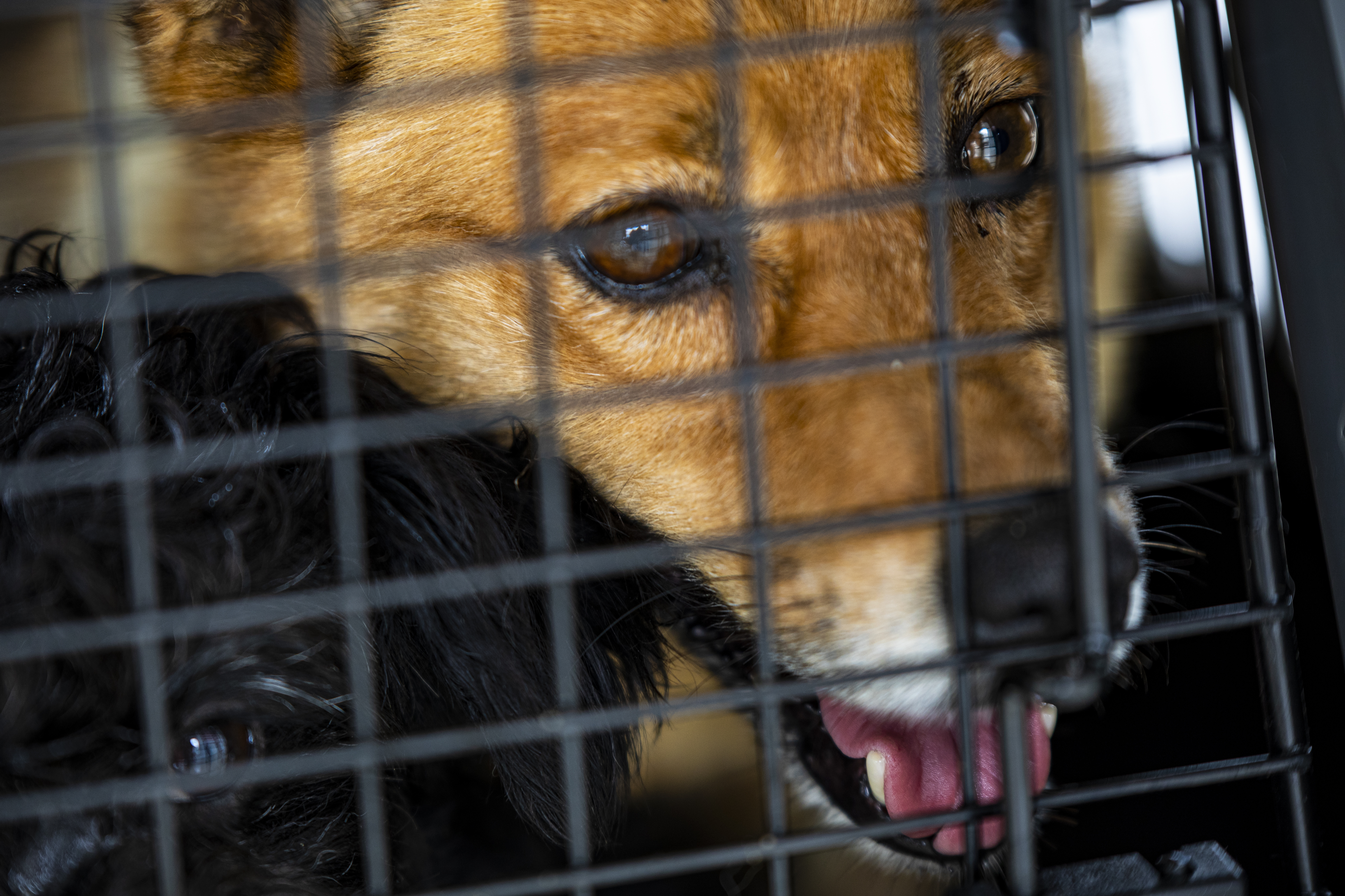 More than 100 dogs rescued from several Missouri counties arrive at Humane  Society