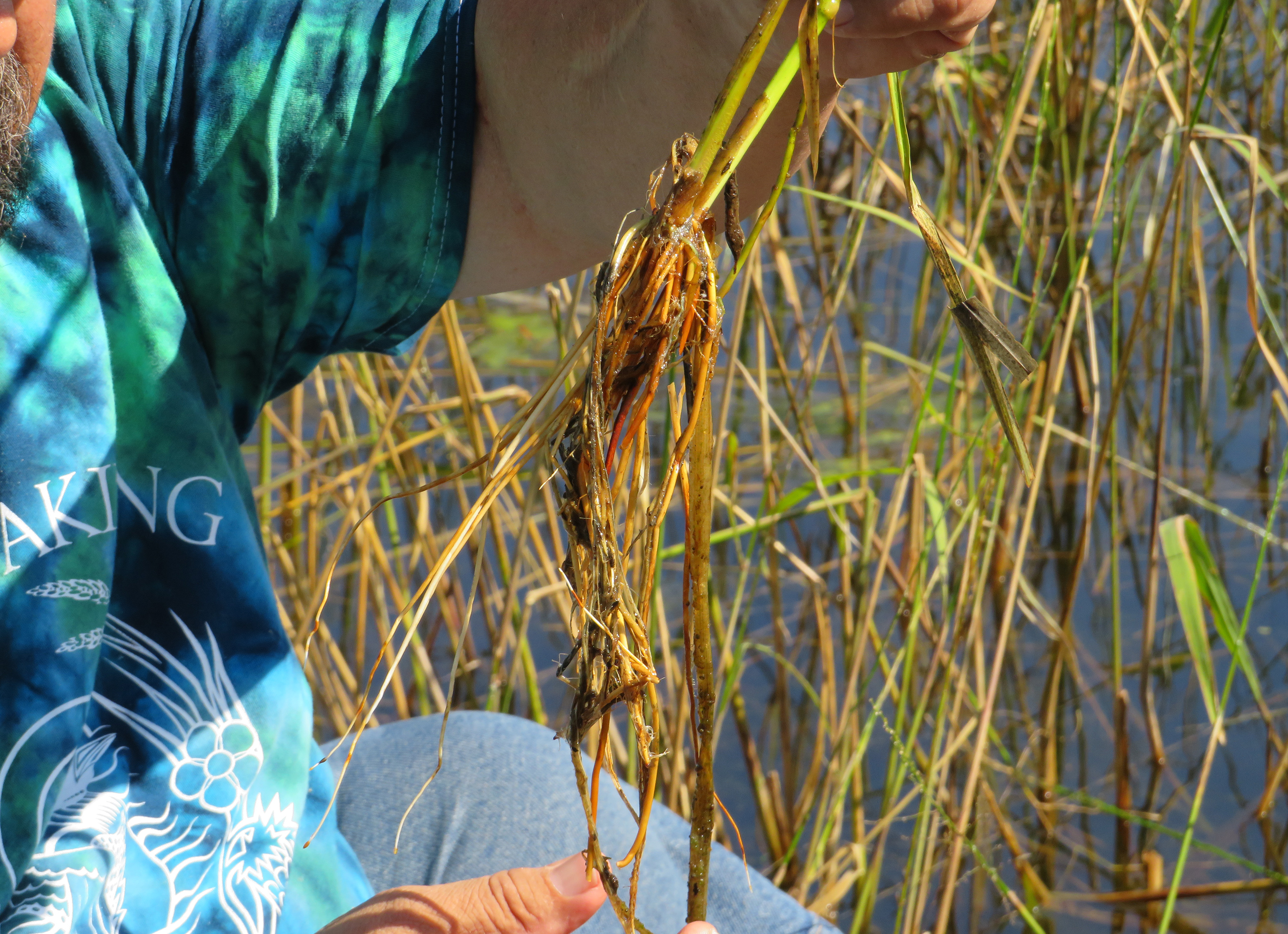 Climate change impacts wild rice as tribes work toward restoration ...