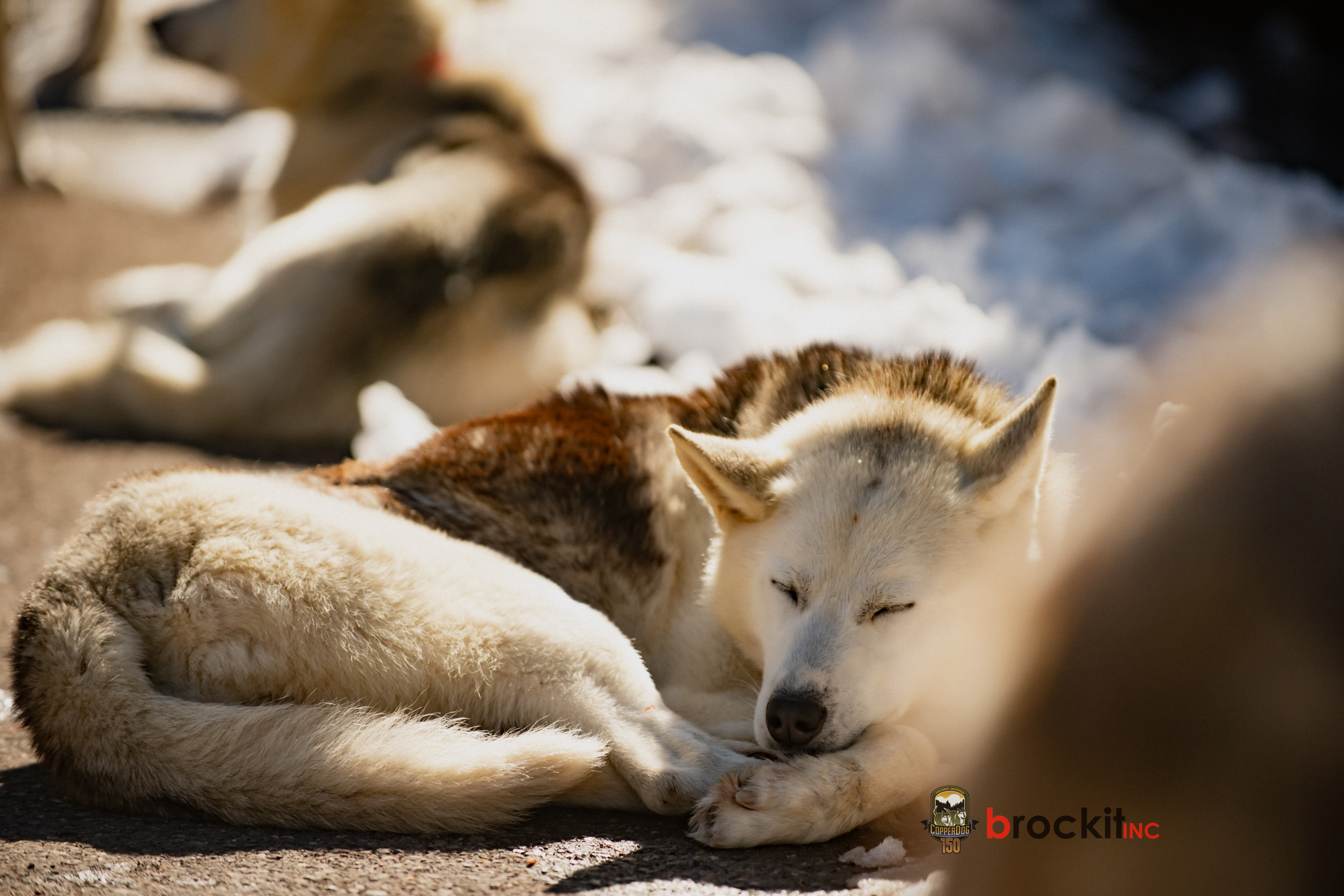 2023 CopperDog 150 sled dog race in Michigan's U.P.