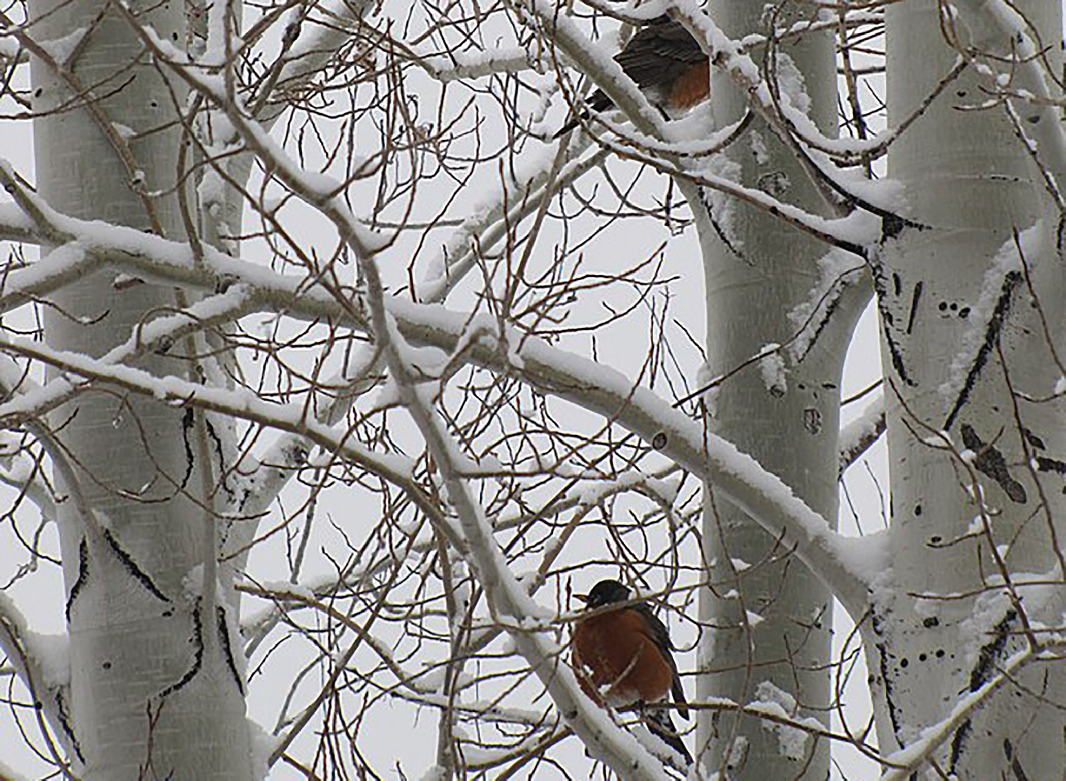 Why Are You Seeing Robins in Winter? - Cool Green Science