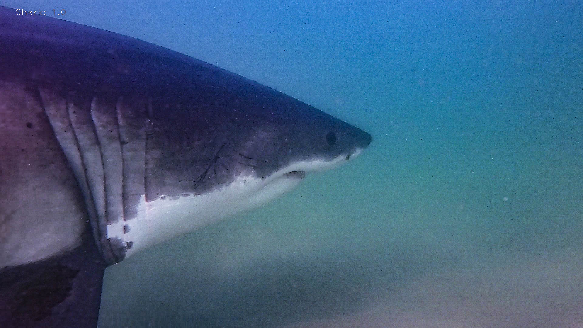Bruin The Baby Great White Shark Spotted Near NYC