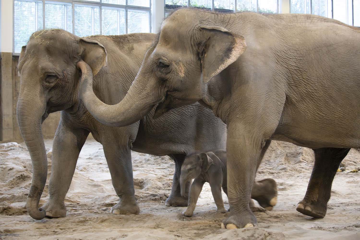 Oregon Zoo's new elephant calf bonds with 'auntie and mentor
