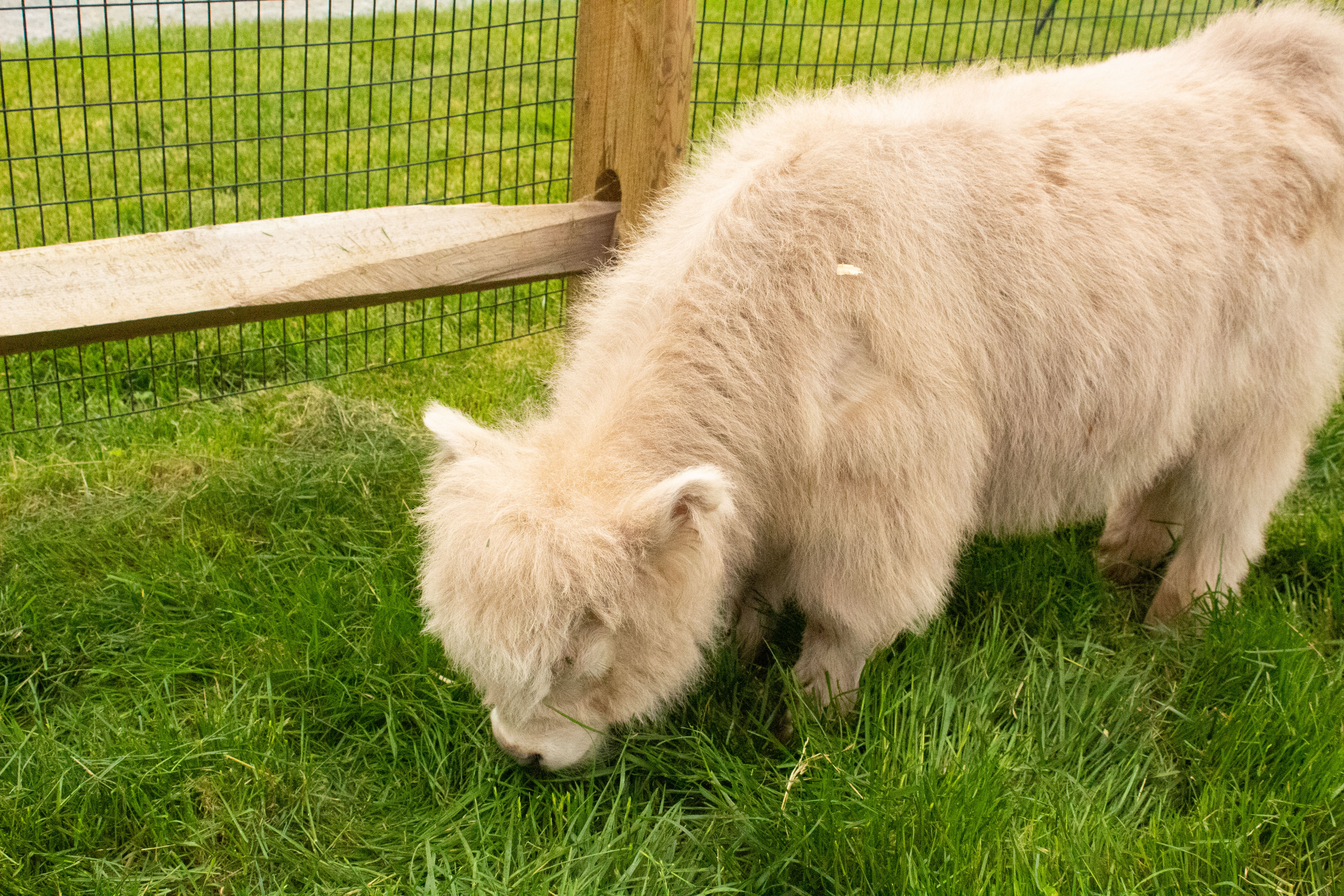 Mini Cows - Hilliker Farms