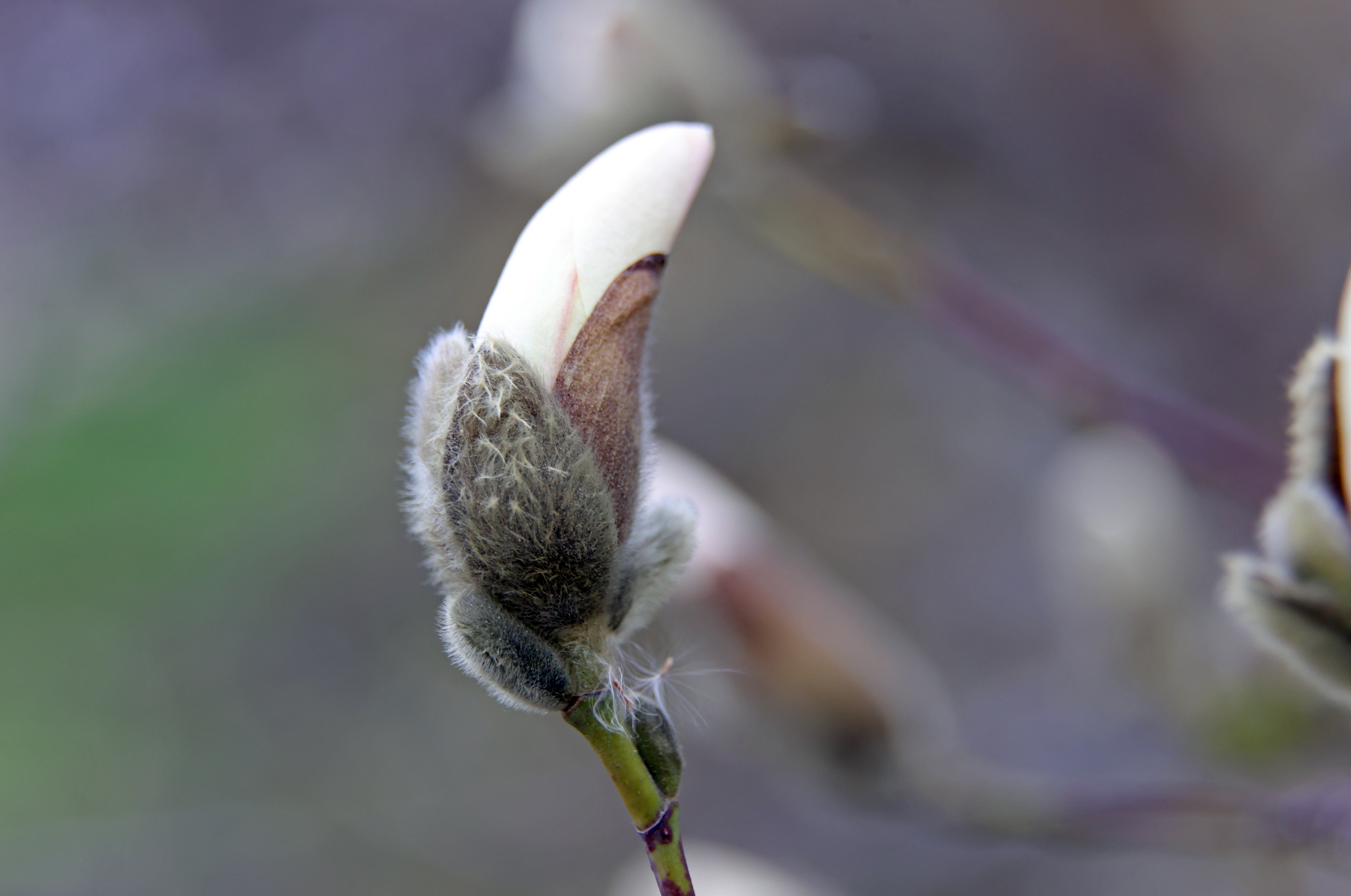 Spring blooms in northeast Ohio, March 19, 2024 - cleveland.com