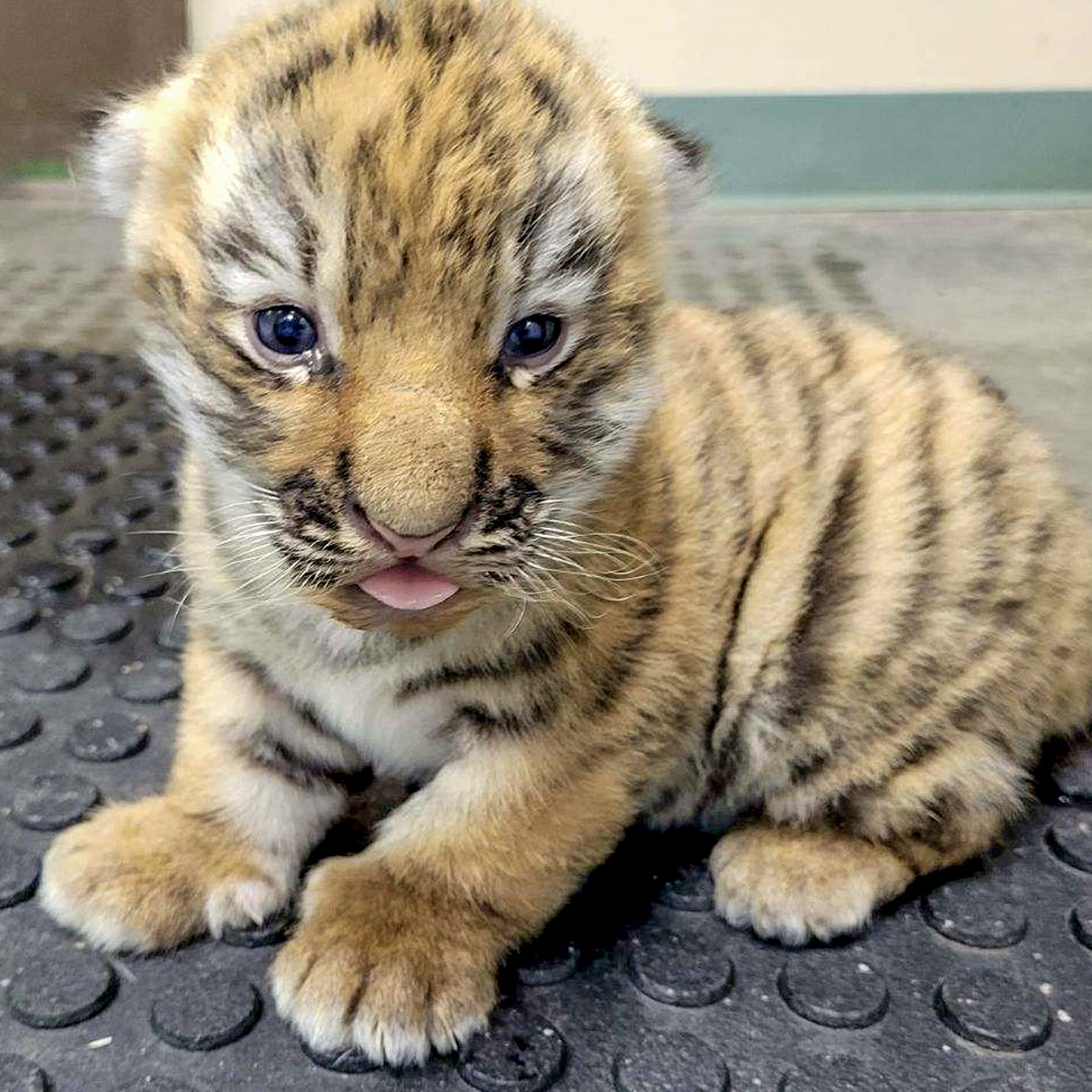 Syracuse zoo welcomes rare Amur tiger cubs (see new photos) 