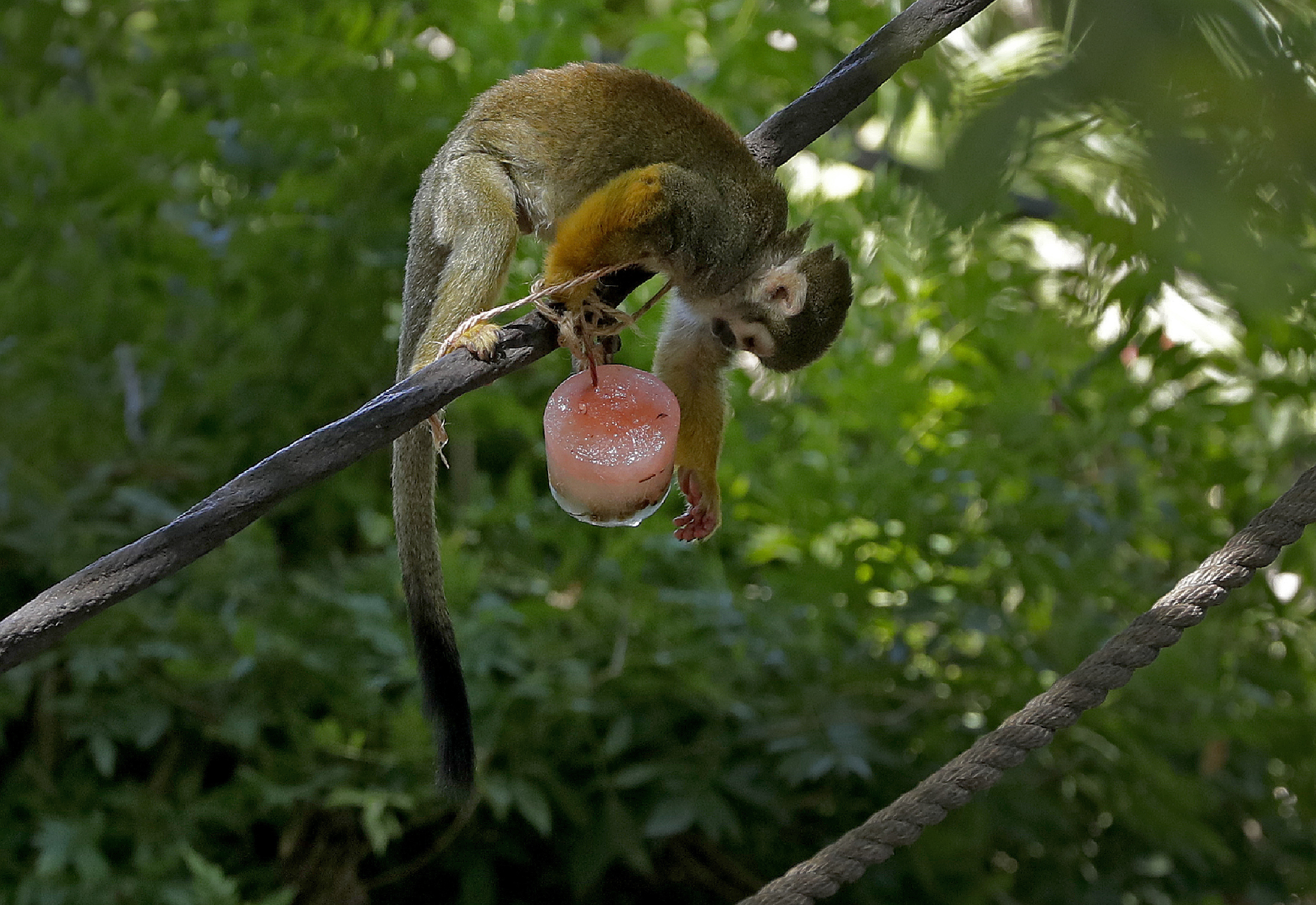 A dozen squirrel monkeys were stolen from a Louisiana zoo