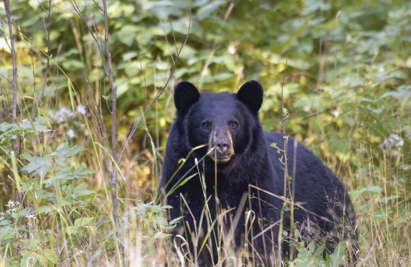 NJDEP - News Release 22/P041  Active Fall Period for Black Bears