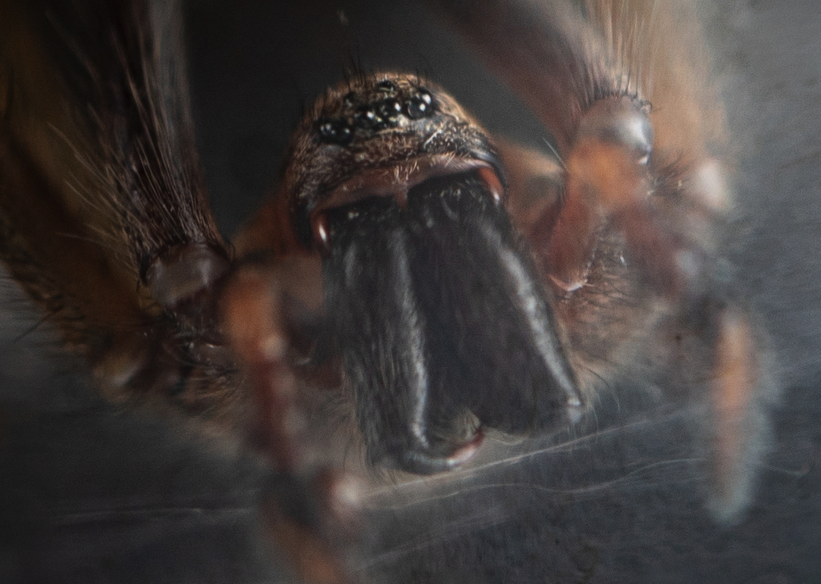 Oregon giant house spider - oregonlive.com
