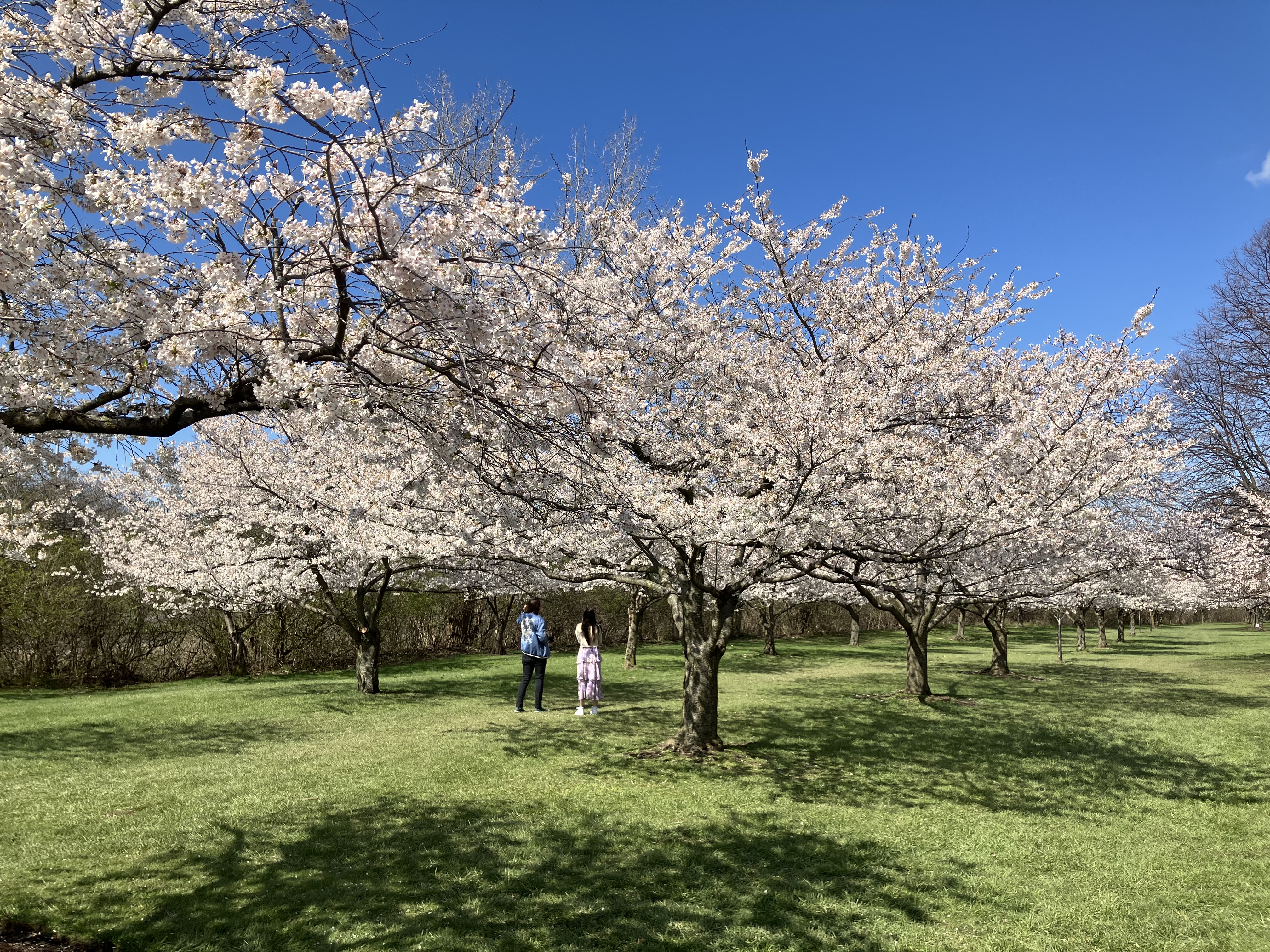 Last call to see Cleveland's cherry blossoms this year - cleveland.com