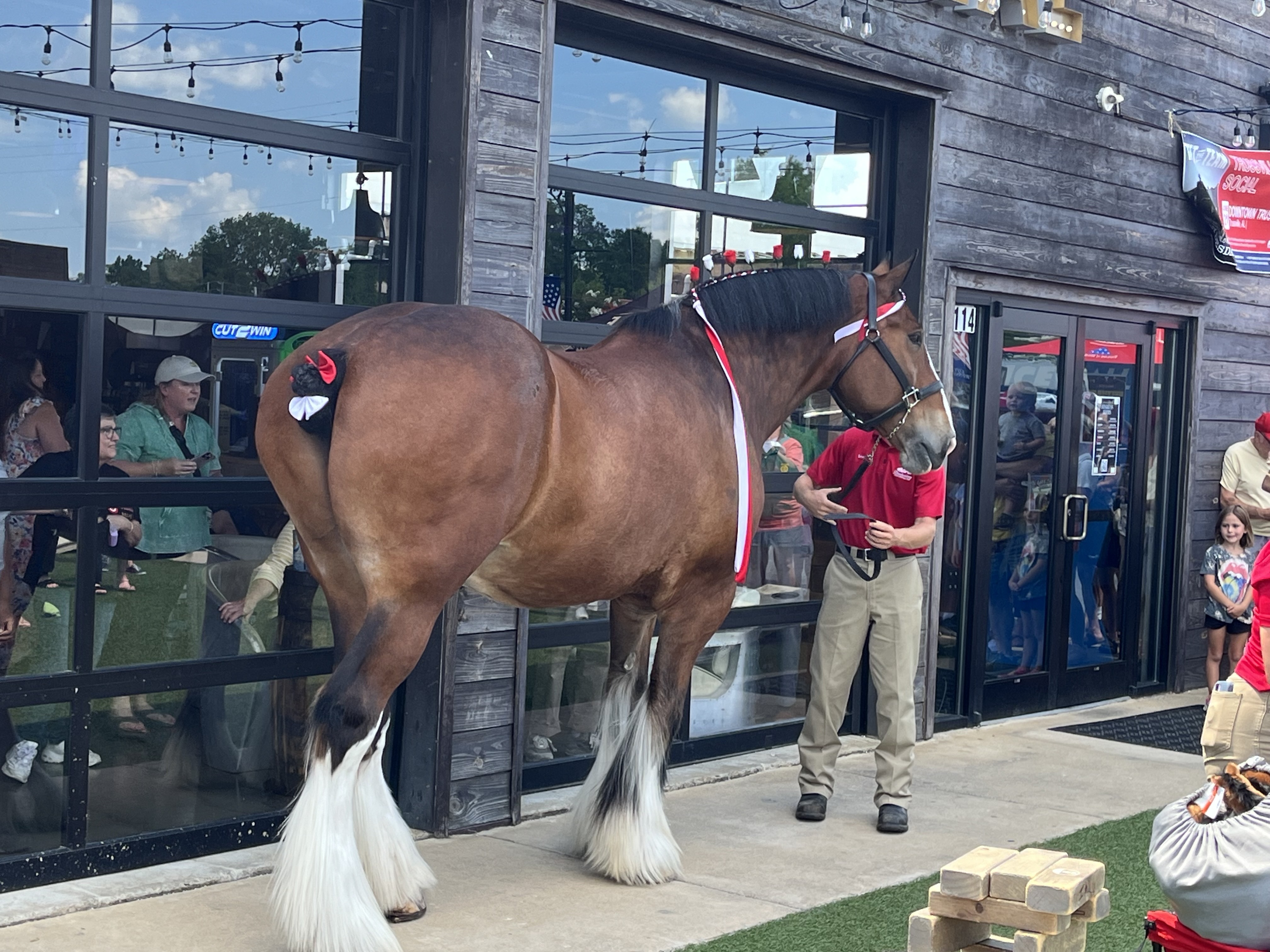 Watch a Budweiser Clydesdale cross the street in Trussville - al.com, image size:4032x3024