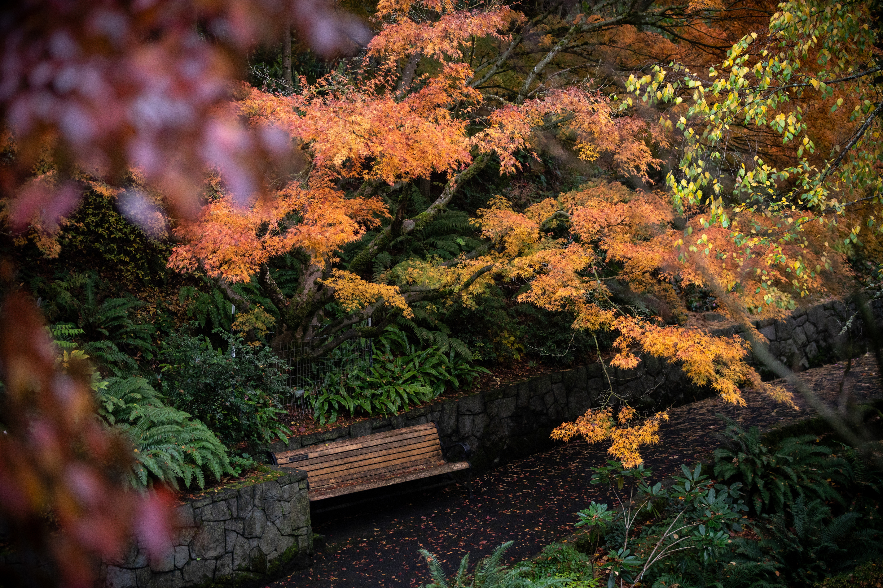 リリパットレーン269☆ ENGLISH GARDEN AUTUMN HUES Portland's Crystal Springs Rhododendron Garden in autumn