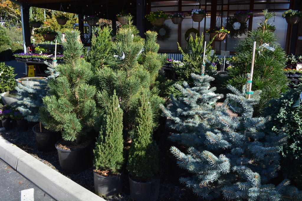 2020 Christmas trees in Oregon