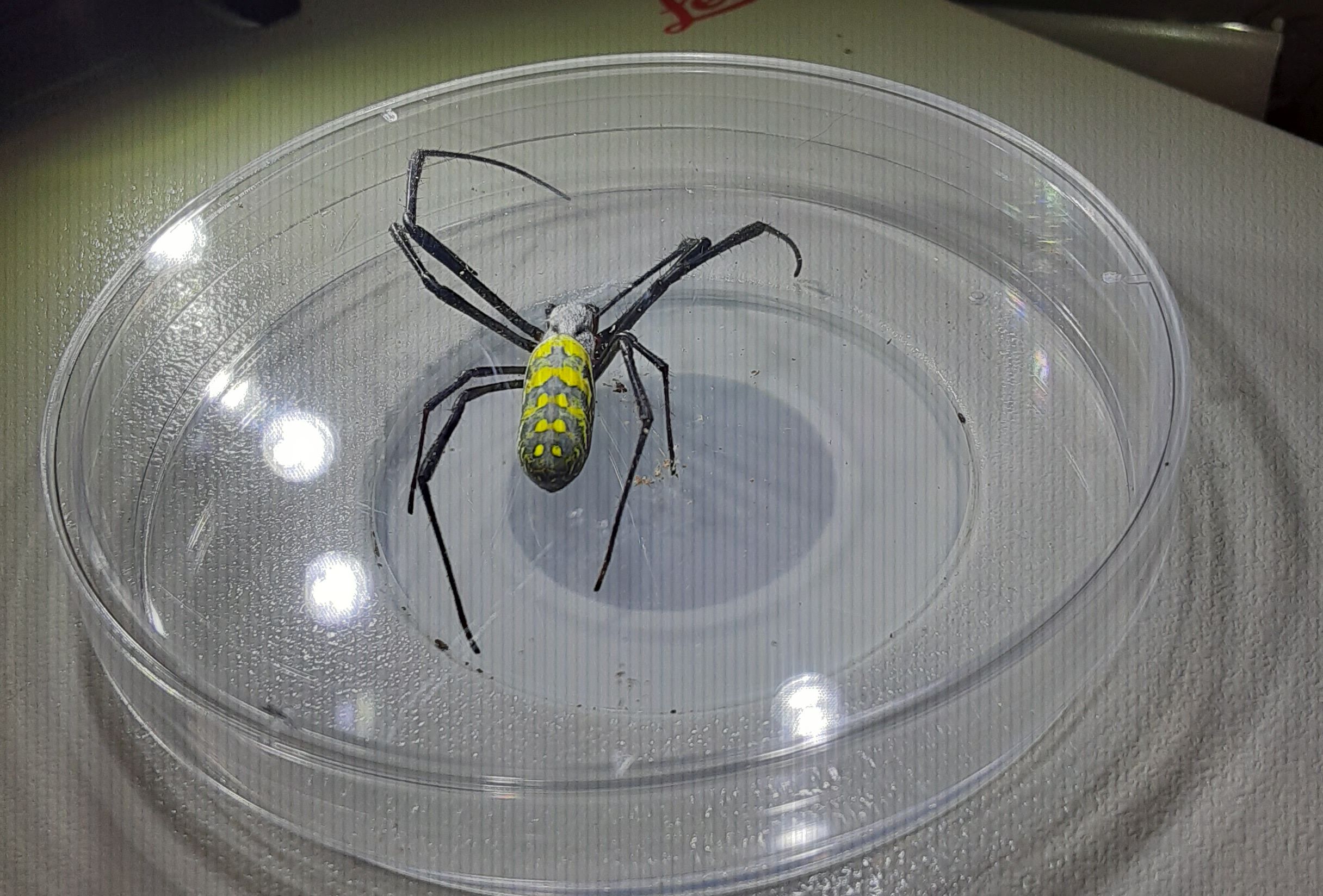 Black and yellow Joro spiders naturally shy, harmless, UGA