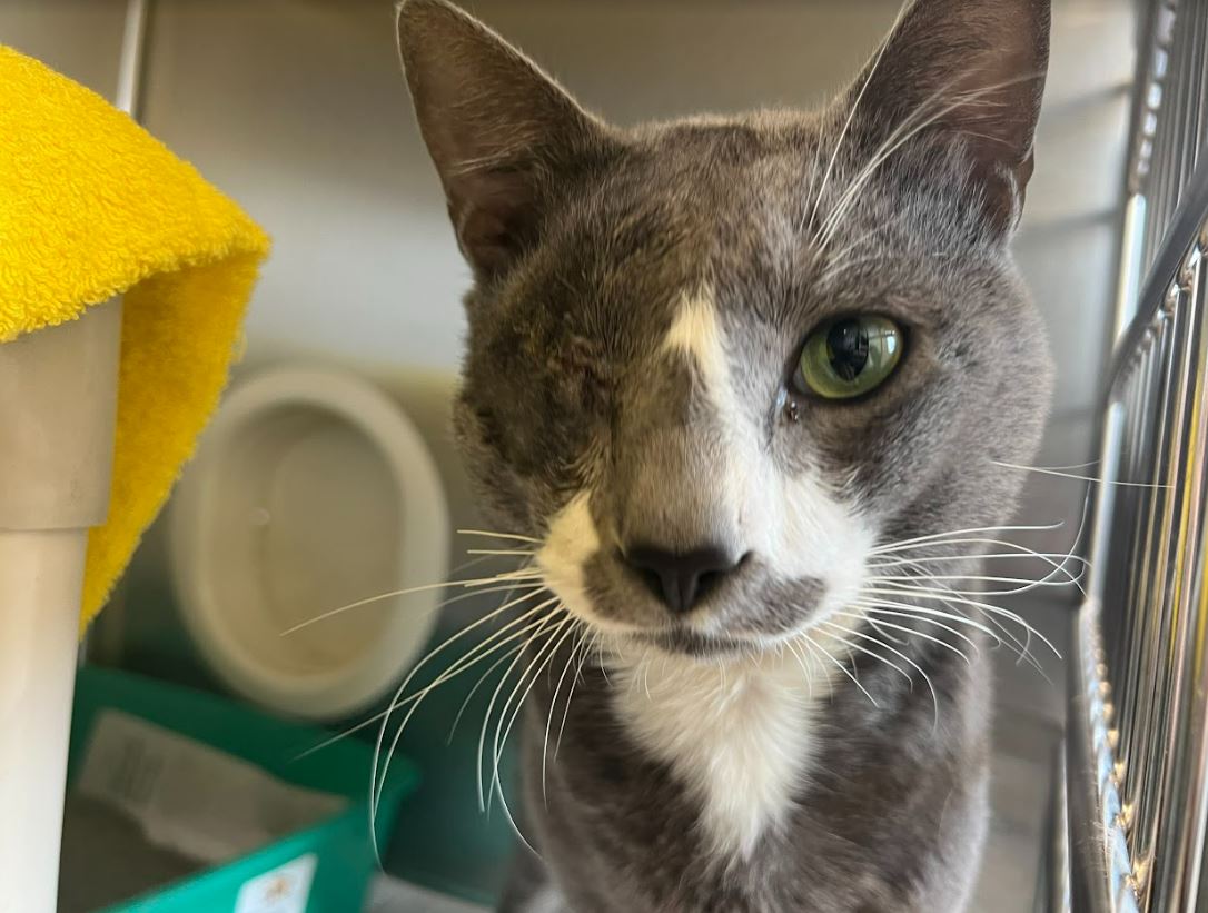 Hurricane Ian cats evacuated by MSPCA ready for adoption - masslive.com