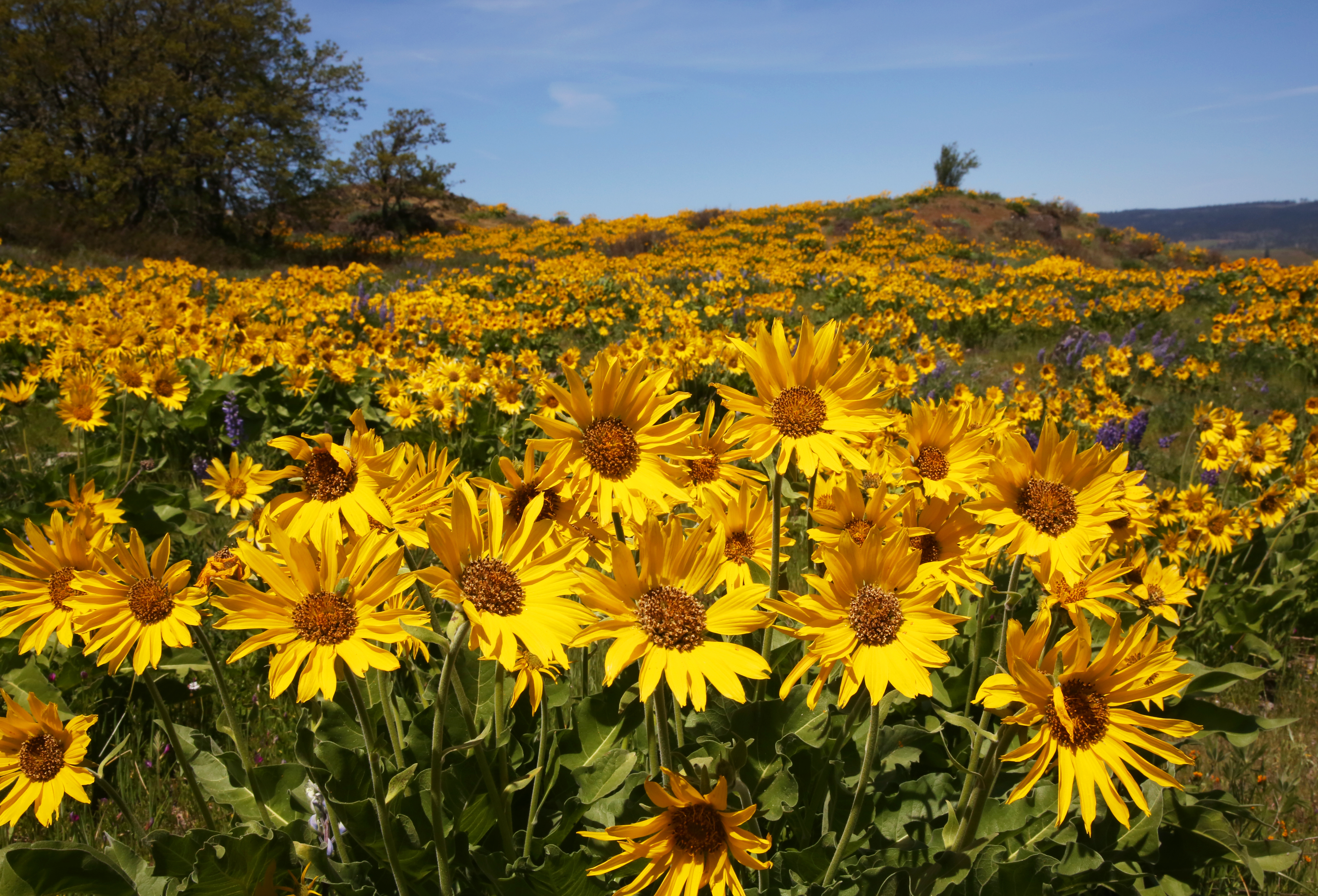 15 EPIC WILDFLOWER Hikes in the Columbia River Gorge