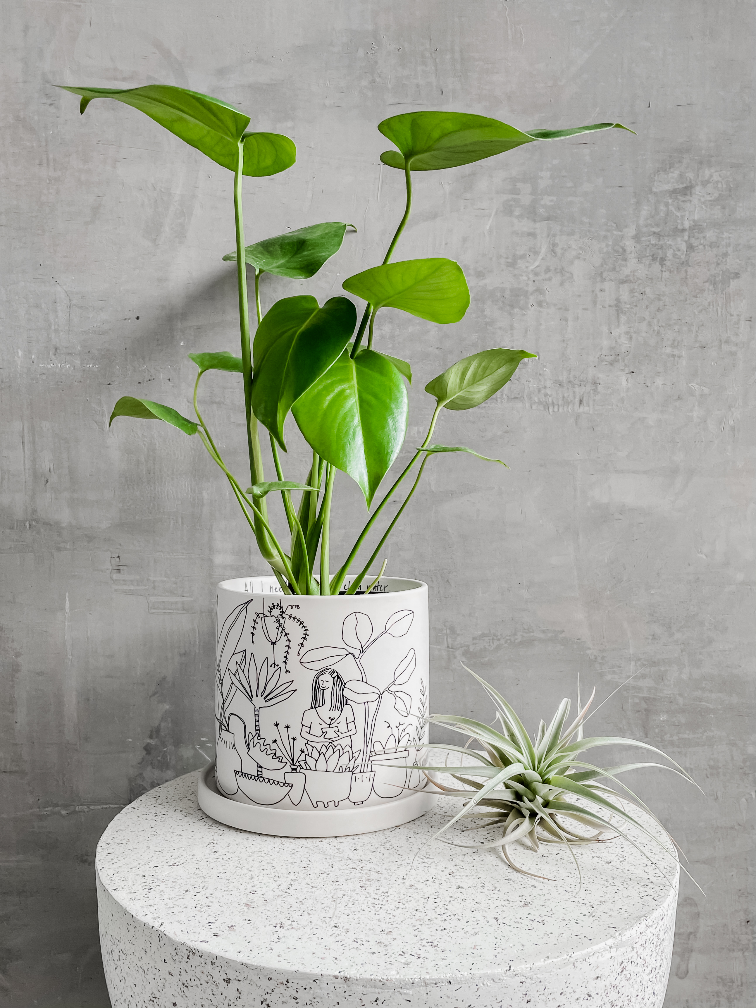 Prayer Plant in White Pot - The Bouqs Co.