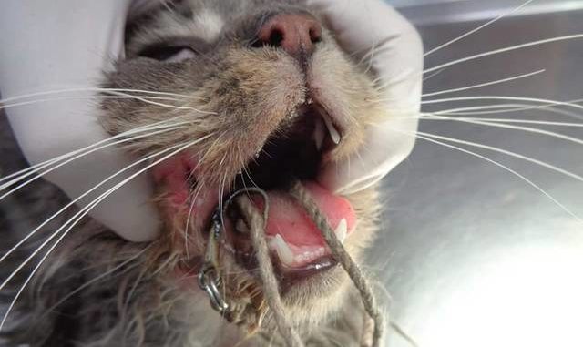 cat on fish hook There's a guy fishing for cats': Cat baited with fishhook rescued from Pa.  home