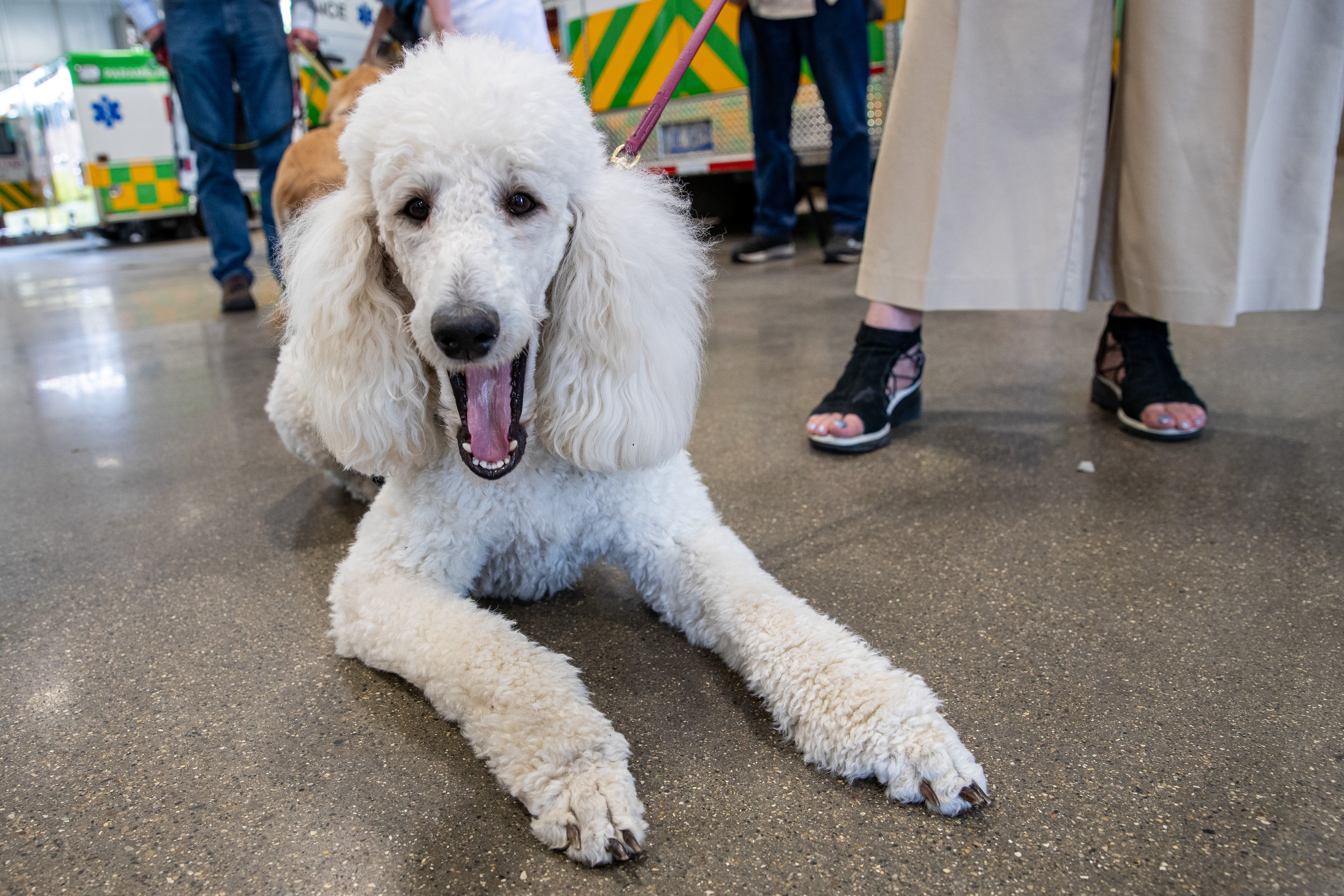 Ems Paws Paws With A Cause puppies train with paramedics - mlive.com