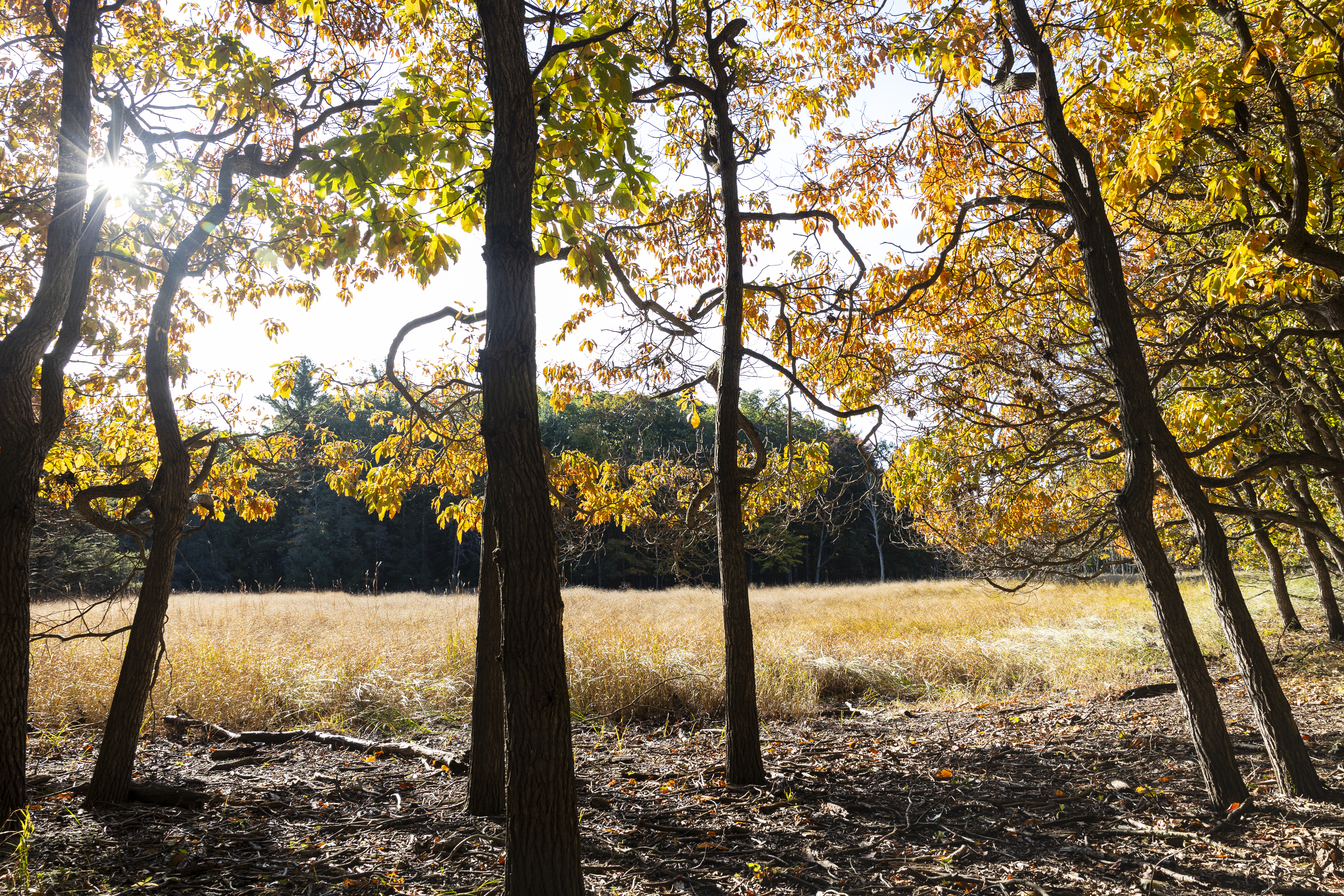 historic apple orchard preserve at the Kelderhouse Farm in Sleeping Bear Dunes National Lakeshore, Port Oneida, Mich. on Tuesday, Oct. 10, 2024. The trees date back to the European settlers who settled in the area in 1854.