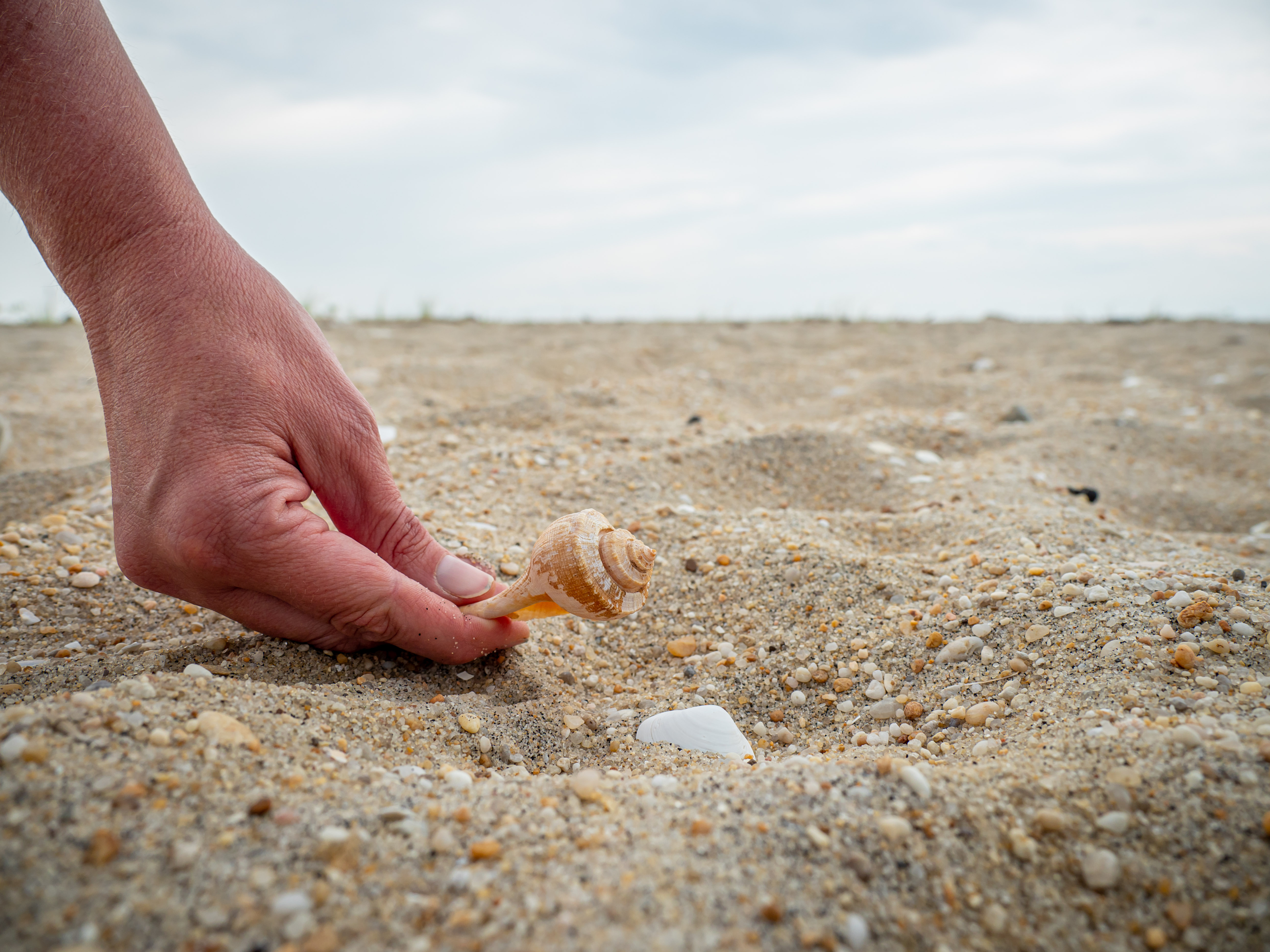 11 fascinating facts about shells and other things you find on N.J. beaches  