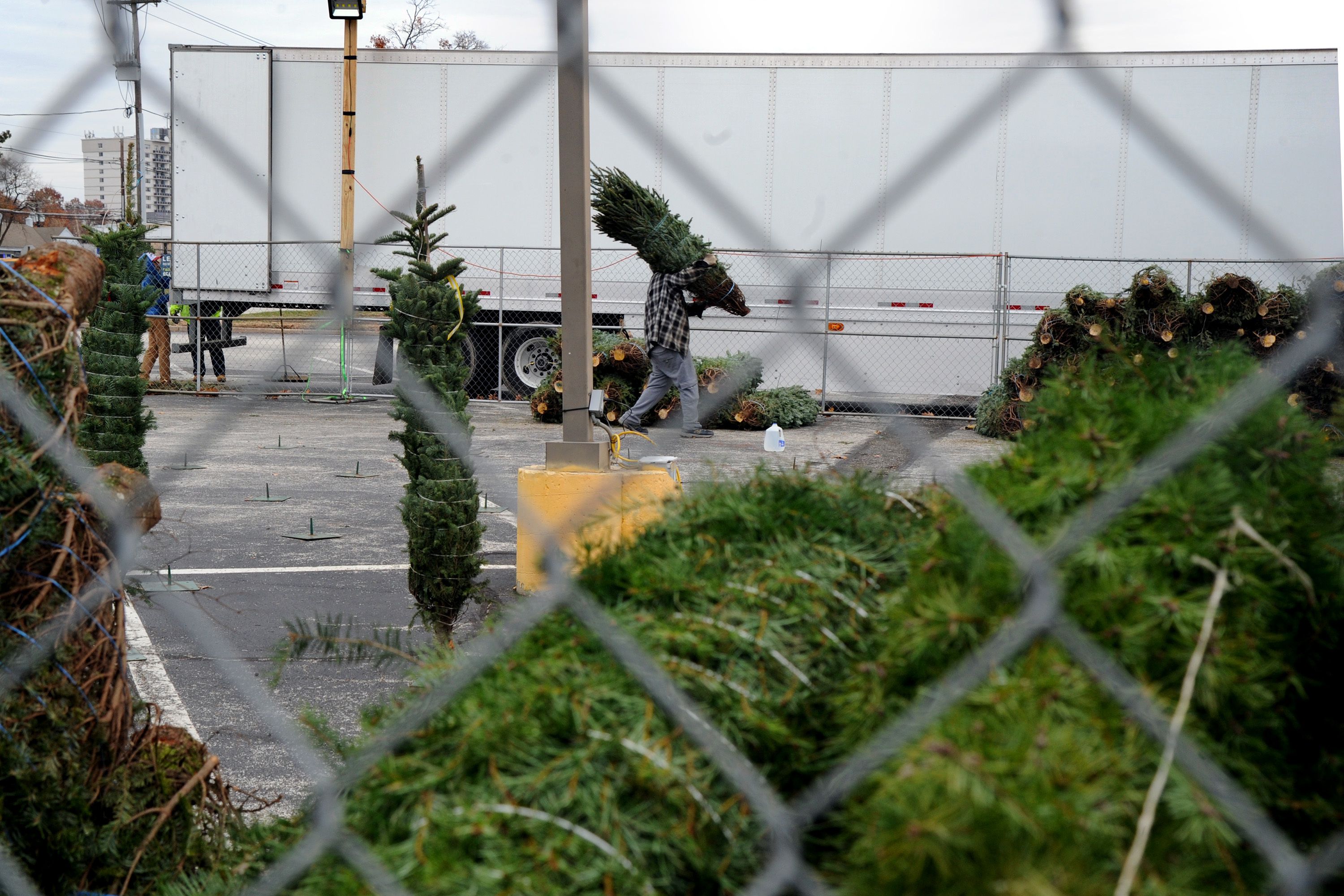 Drought, heat could mean Christmas trees cost more this year