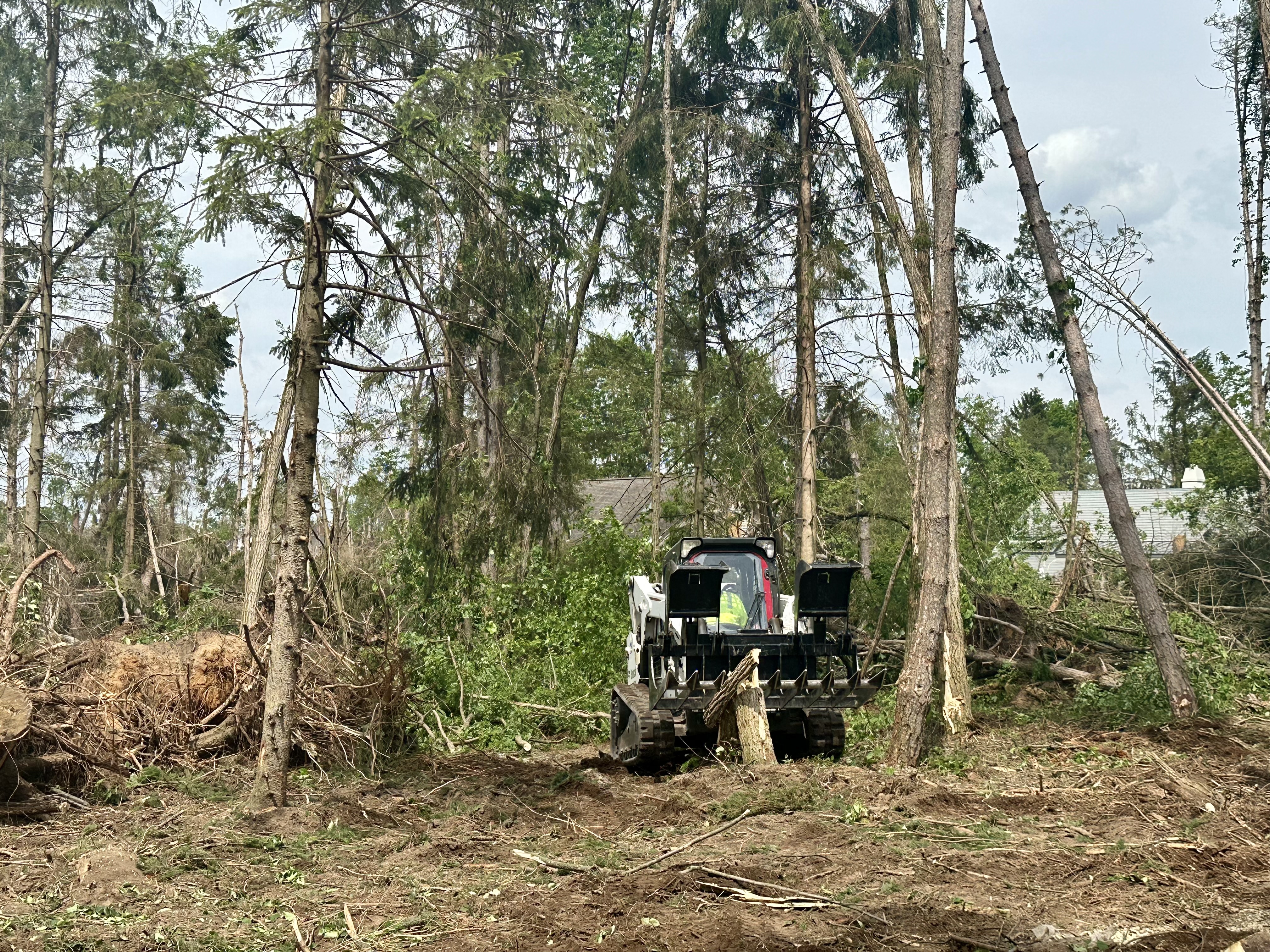 Tree removal continues in Colony Woods neighborhood - mlive.com