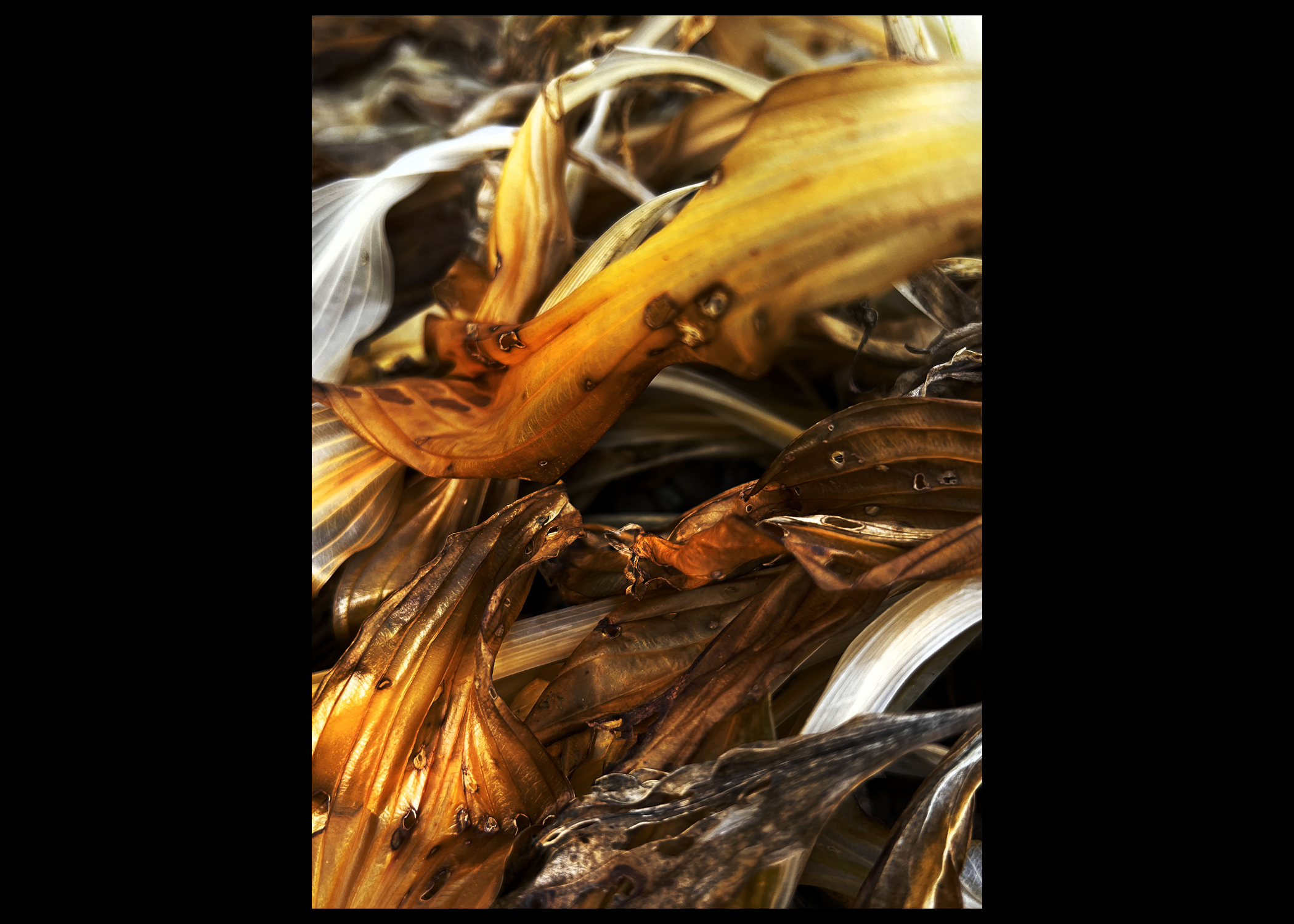 2024 CNY Scholastic Art Awards: Photography - syracuse.com