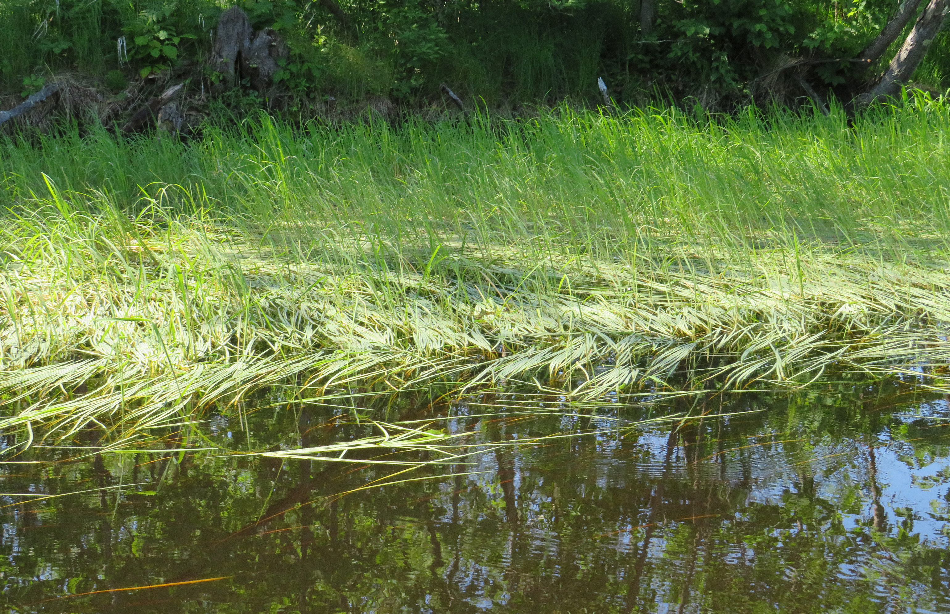 Climate change impacts wild rice as tribes work toward restoration ...