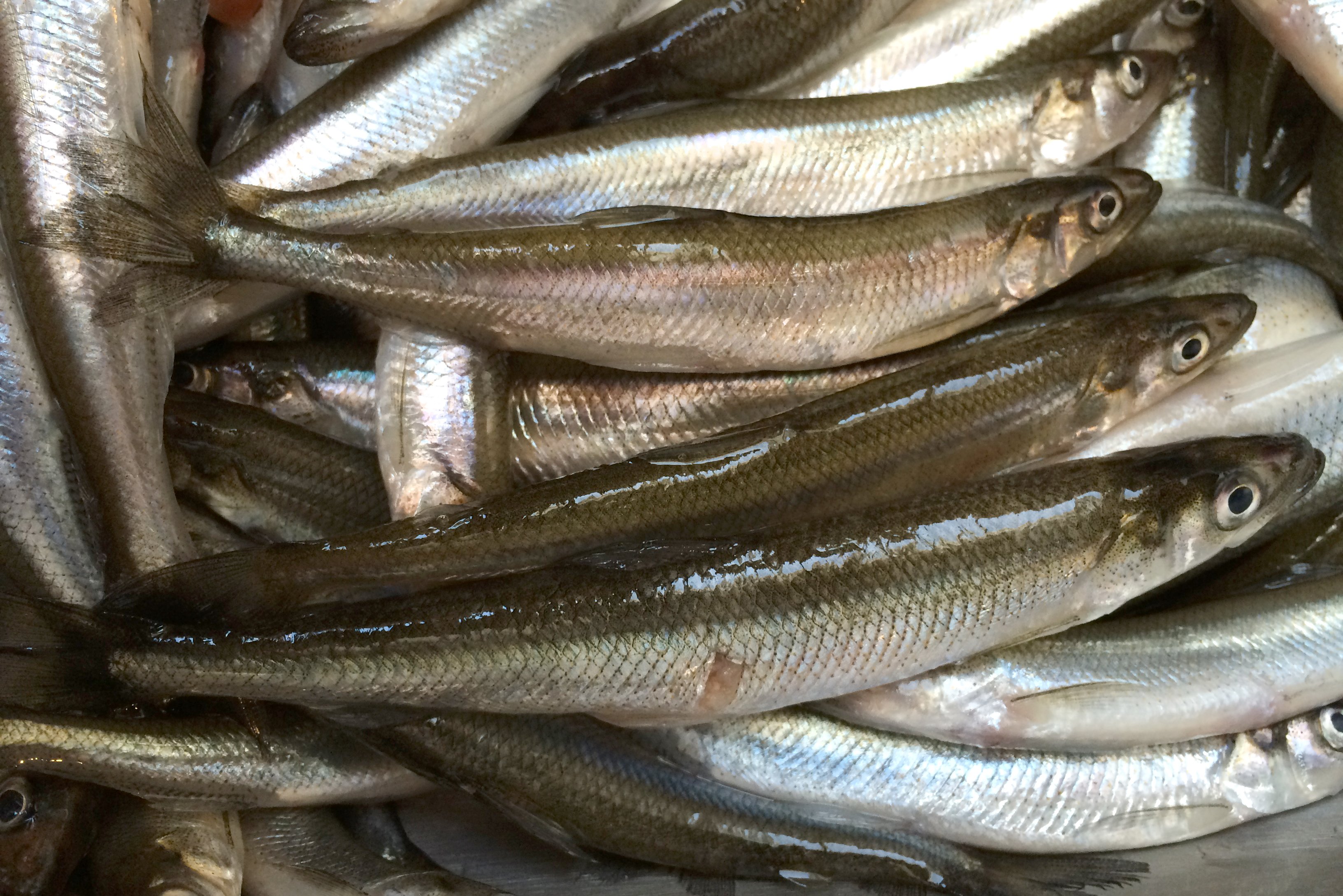 New fish advisories warn of PFAS in Lake Michigan and Huron smelt 