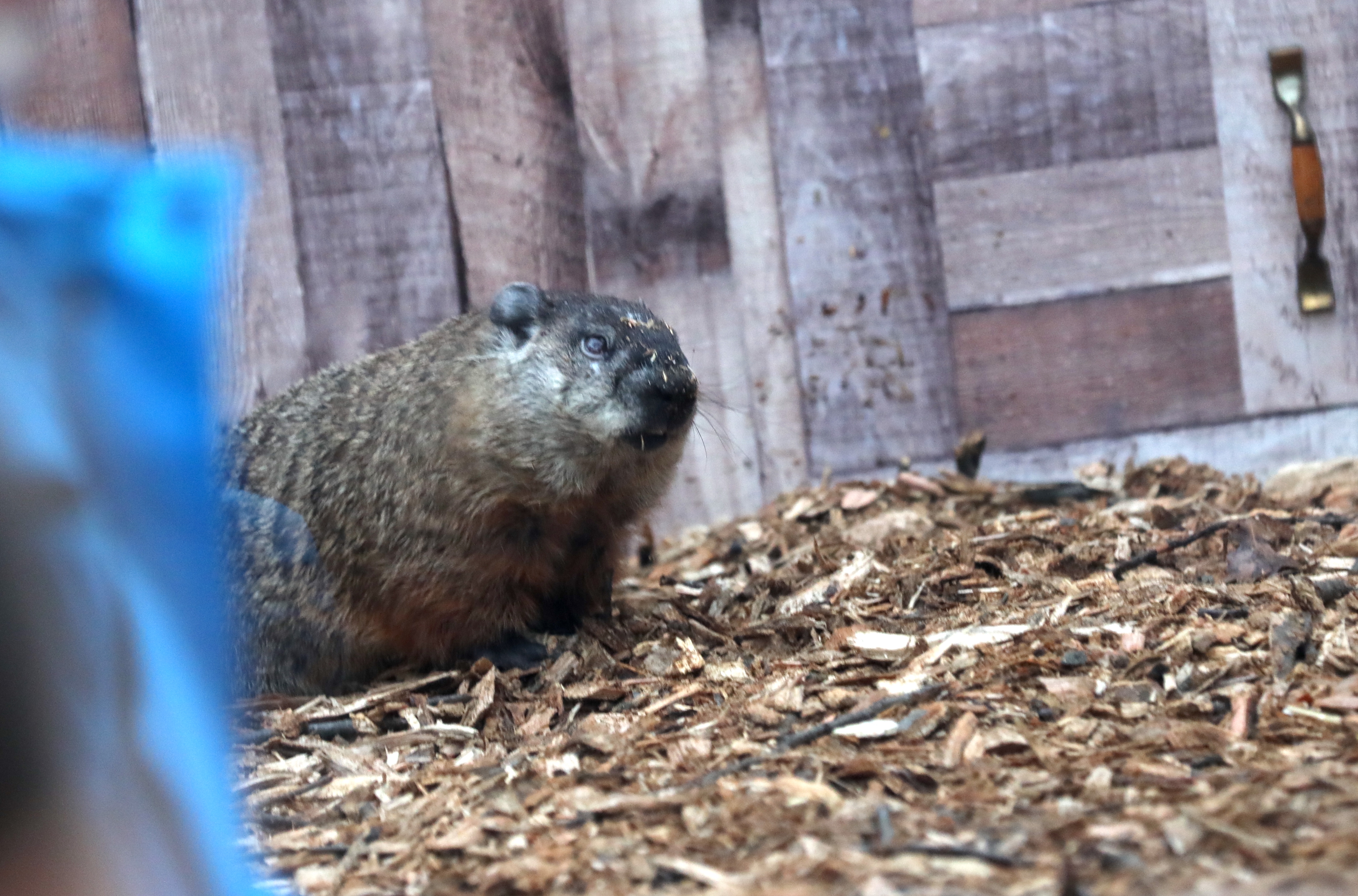Groundhog Day 2024 results: Staten Island Chuck's prediction - silive.com