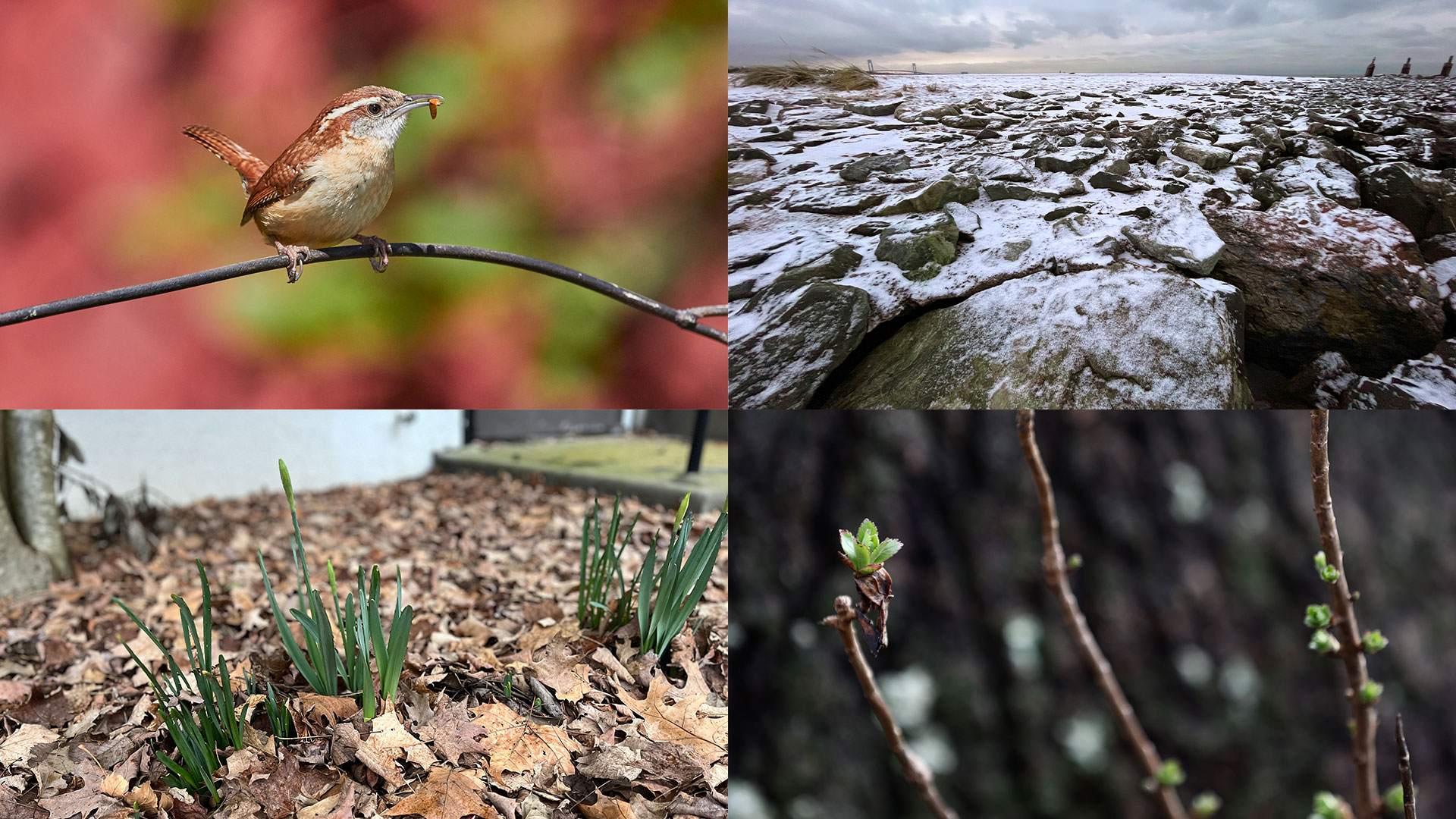 what-does-a-mild-winter-mean-for-plants-and-birds-staten-island