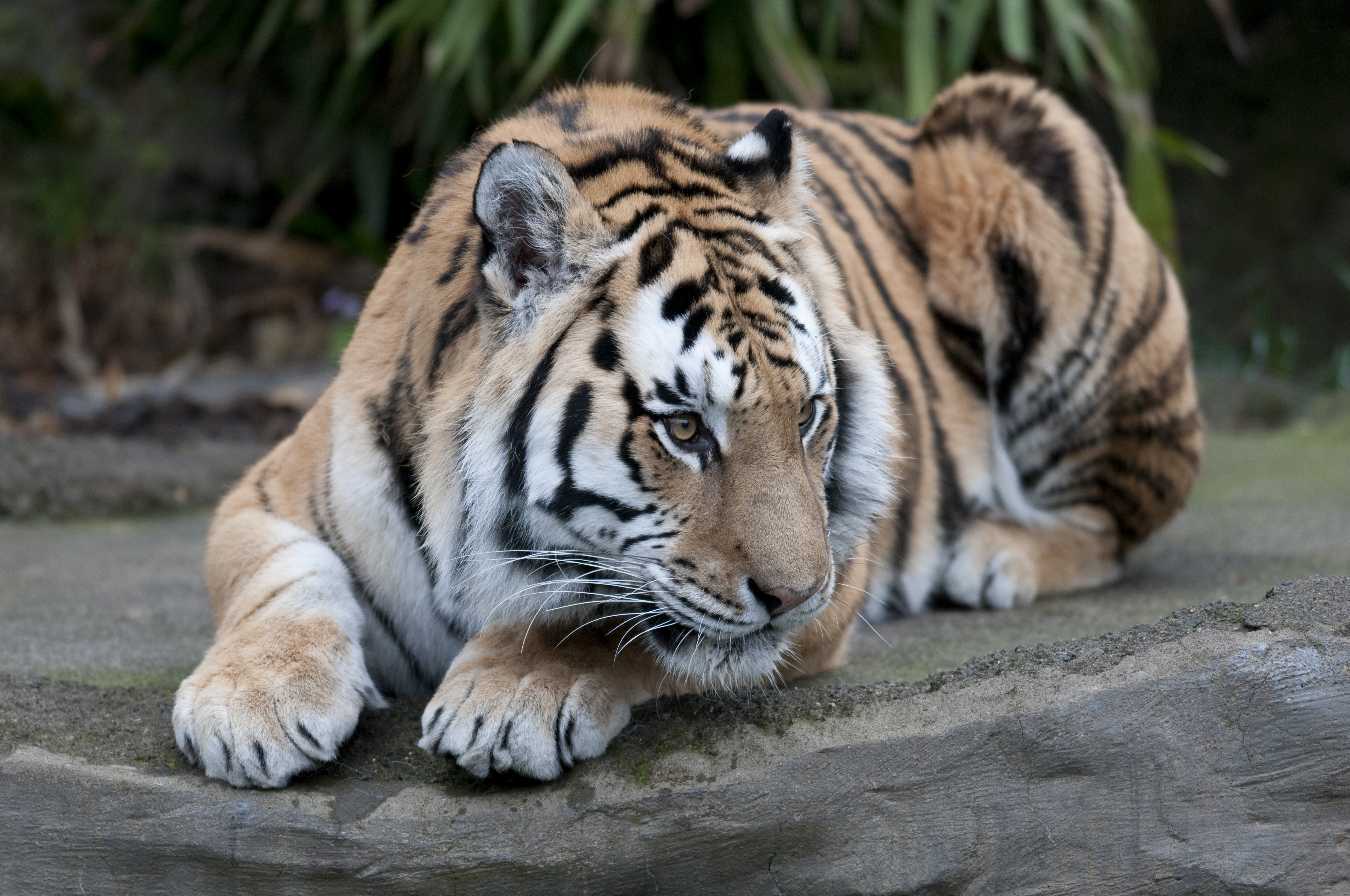 Amur Tiger  Columbus Zoo and Aquarium