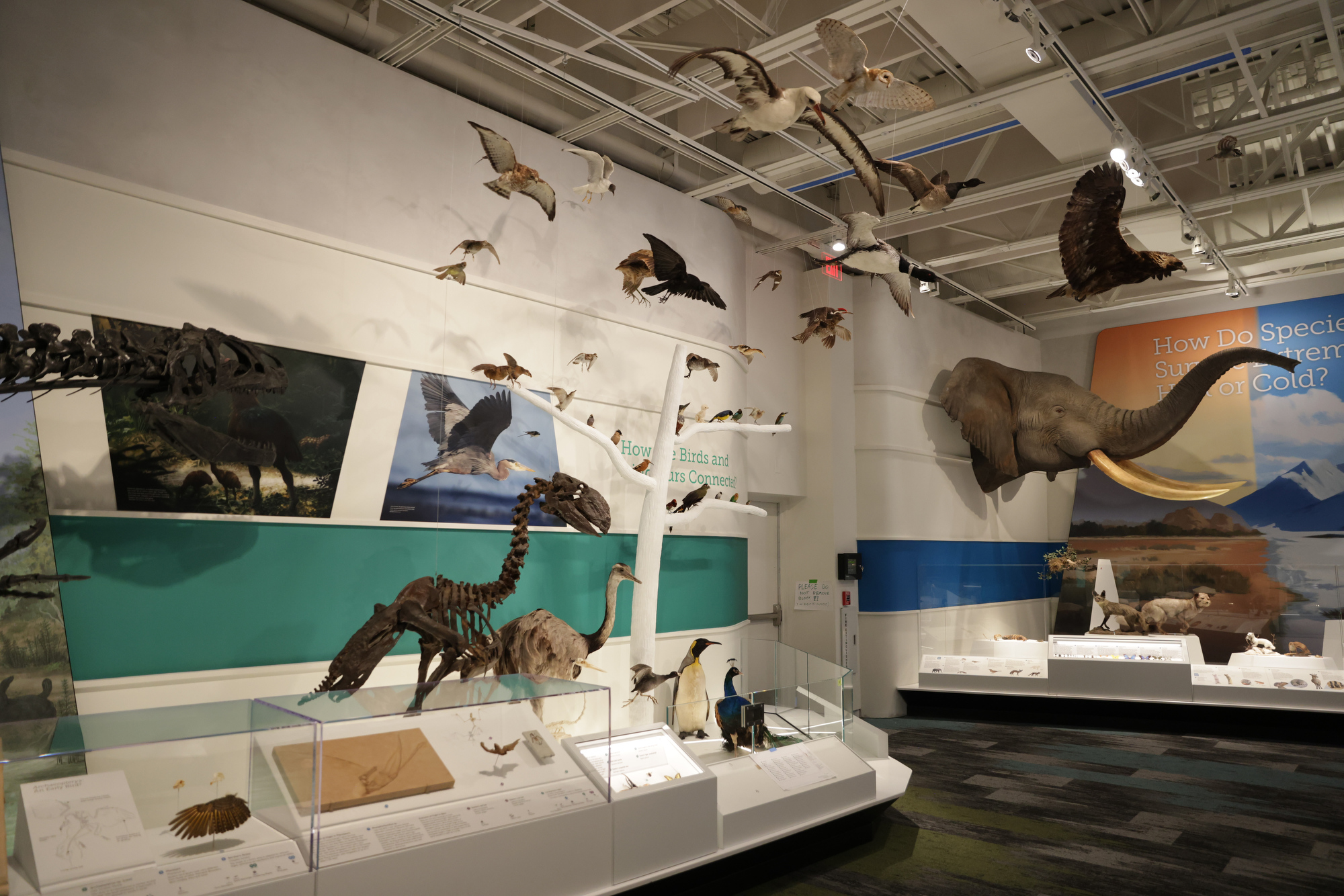 Reimagined Cleveland Museum of Natural History to unveil its