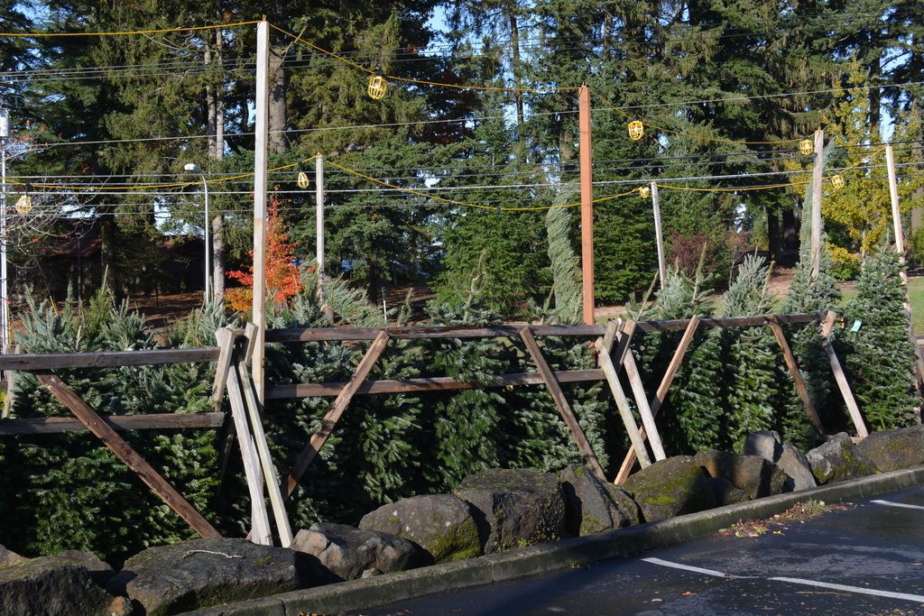 2020 Christmas trees in Oregon