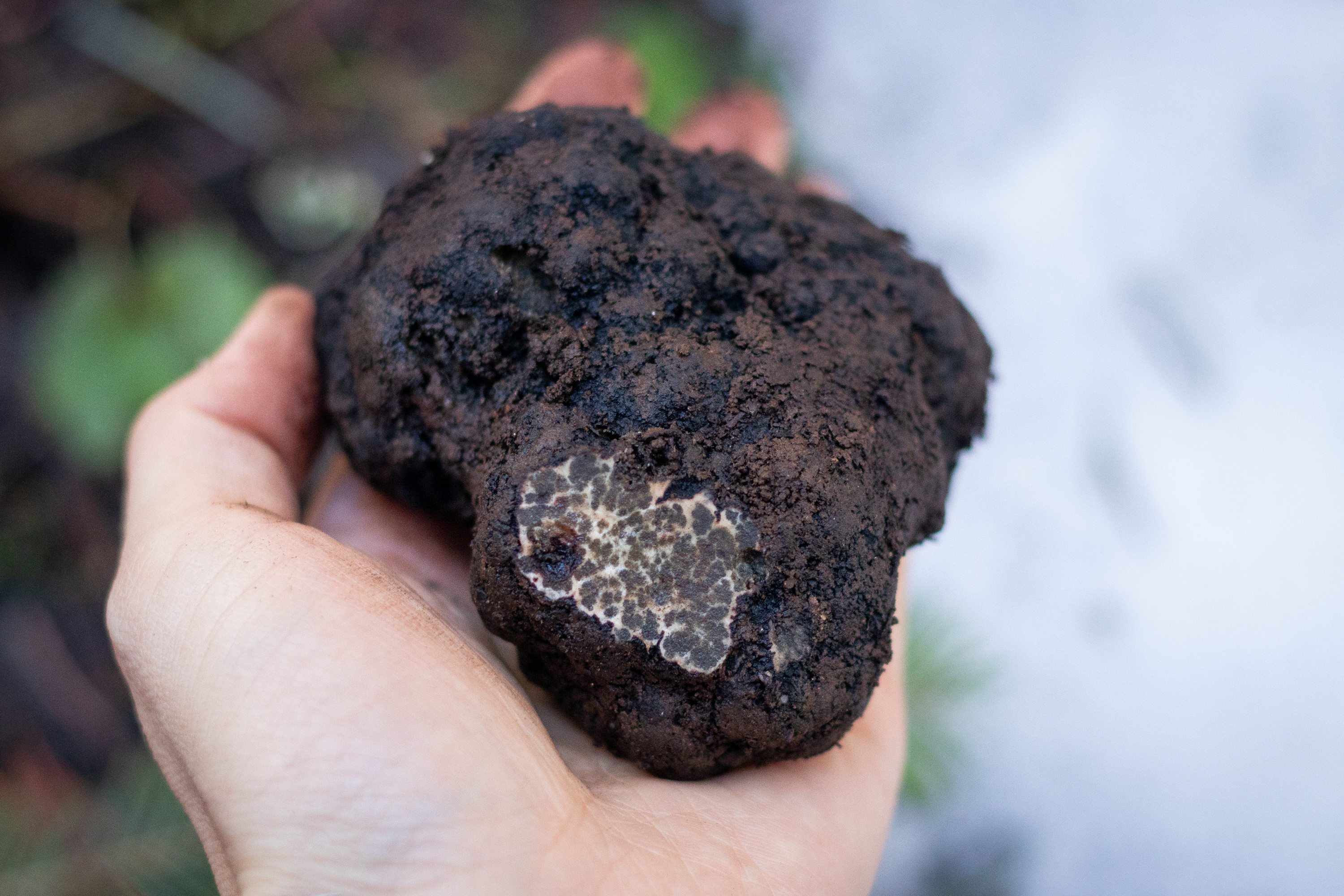 How Cold of Weather Can Truffles Survive: Ultimate Survival Guide