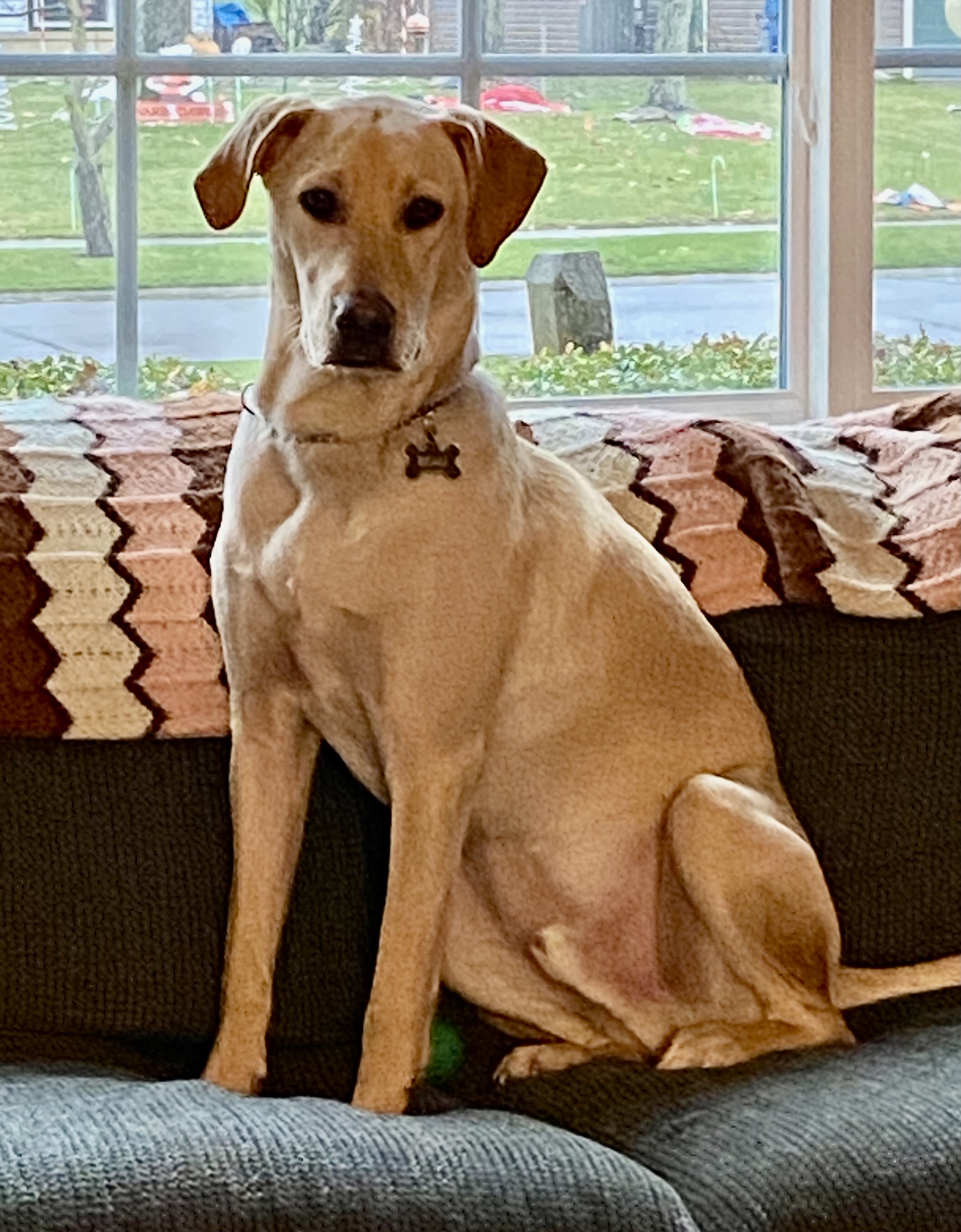 Beau brings joy to his best friend Frank: Send us your pet stories -  cleveland.com, image size:2103x2695