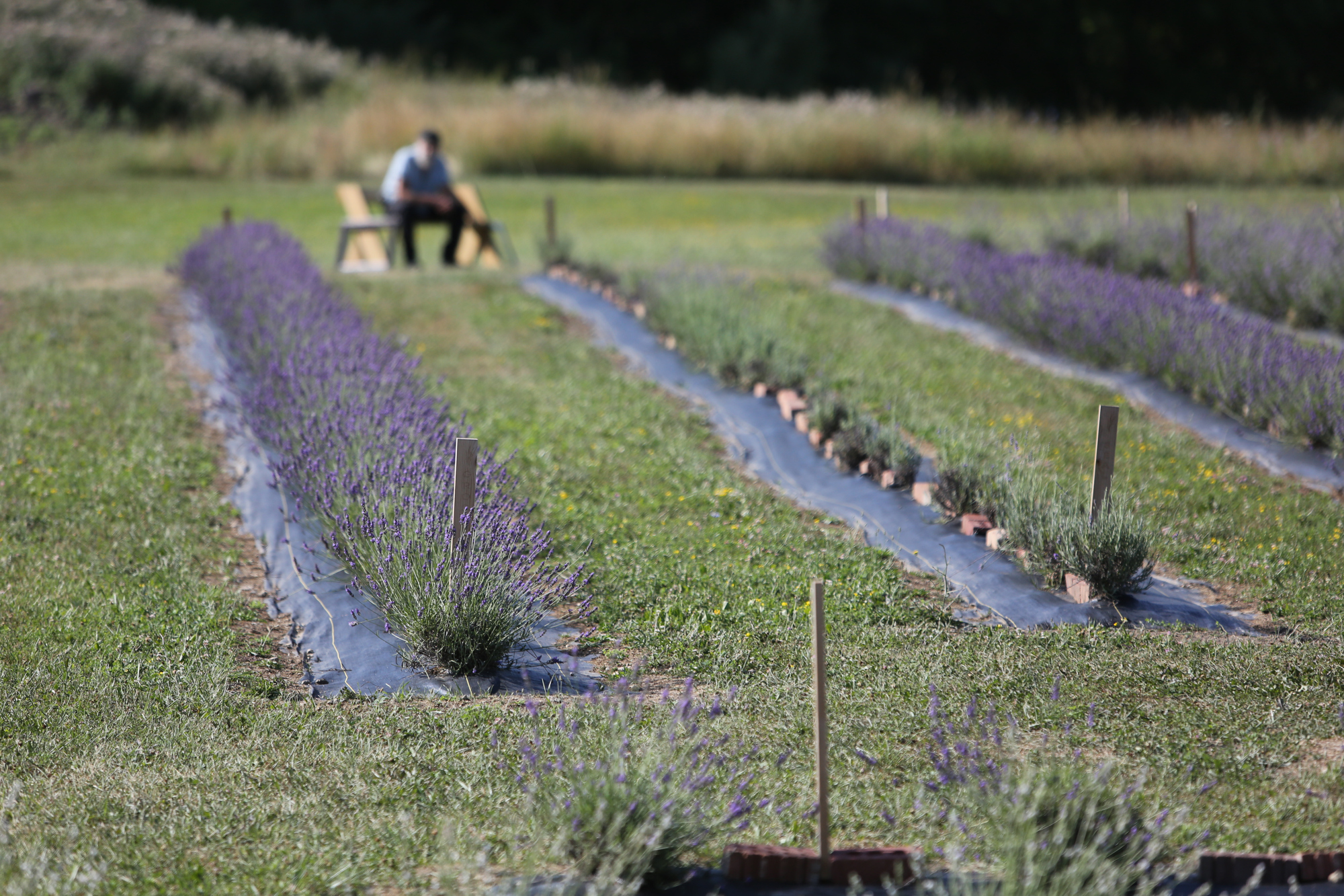 Lavender Trails Farm in Orrville