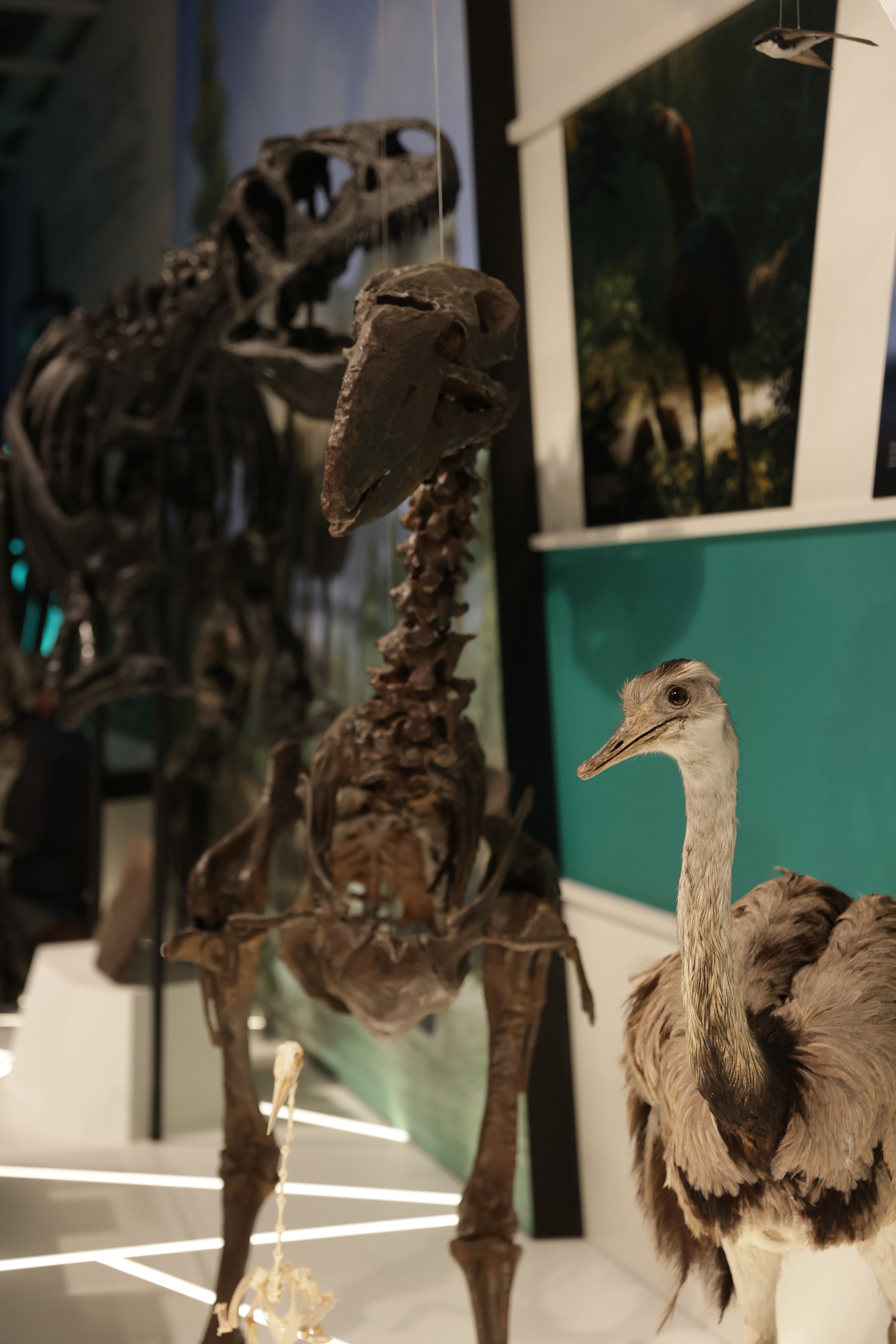 Reimagined Cleveland Museum of Natural History to unveil its