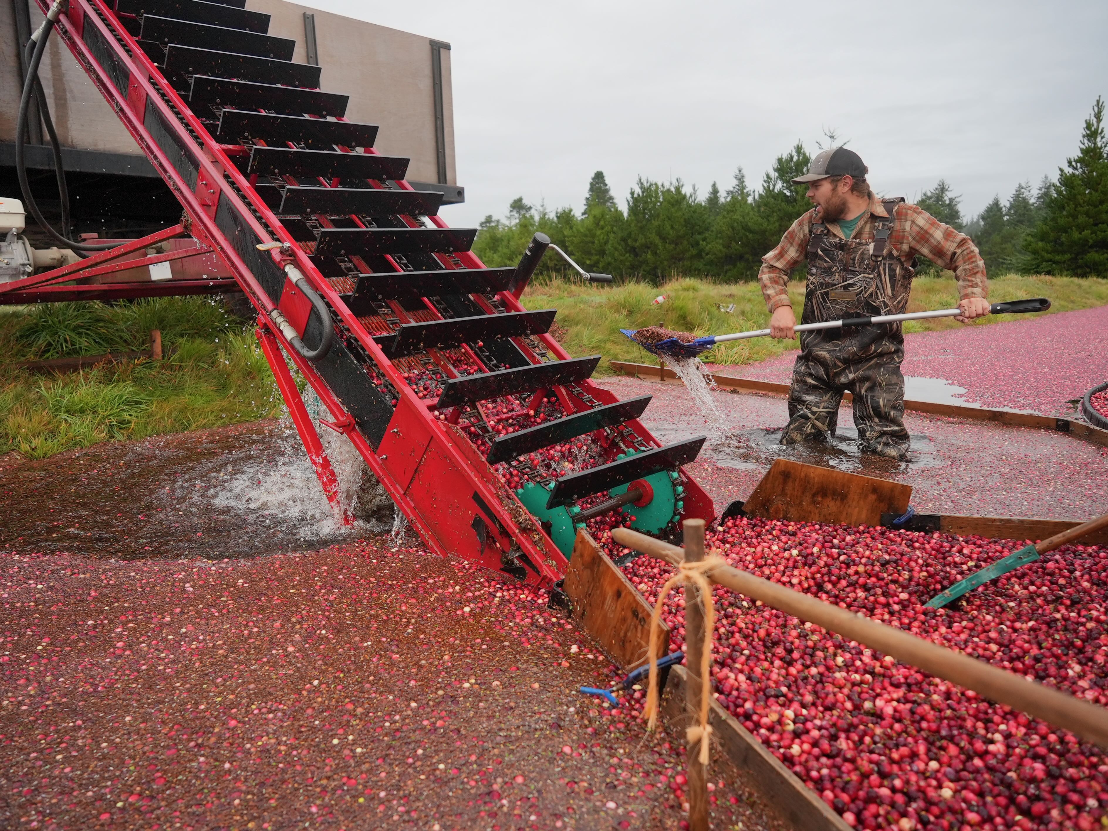 Cranberry harvest - oregonlive.com