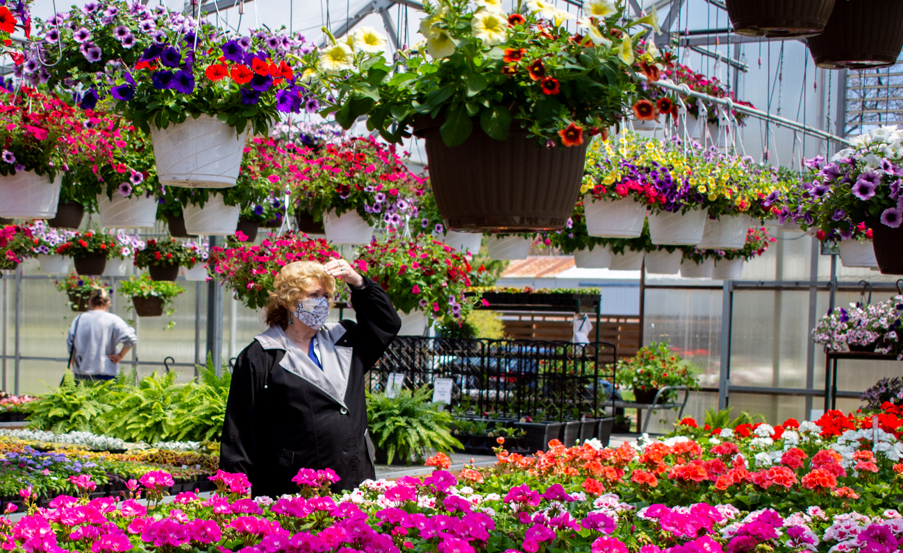 Moss Rose – Flat (36 flowers) — Wagenmaker Greenhouses