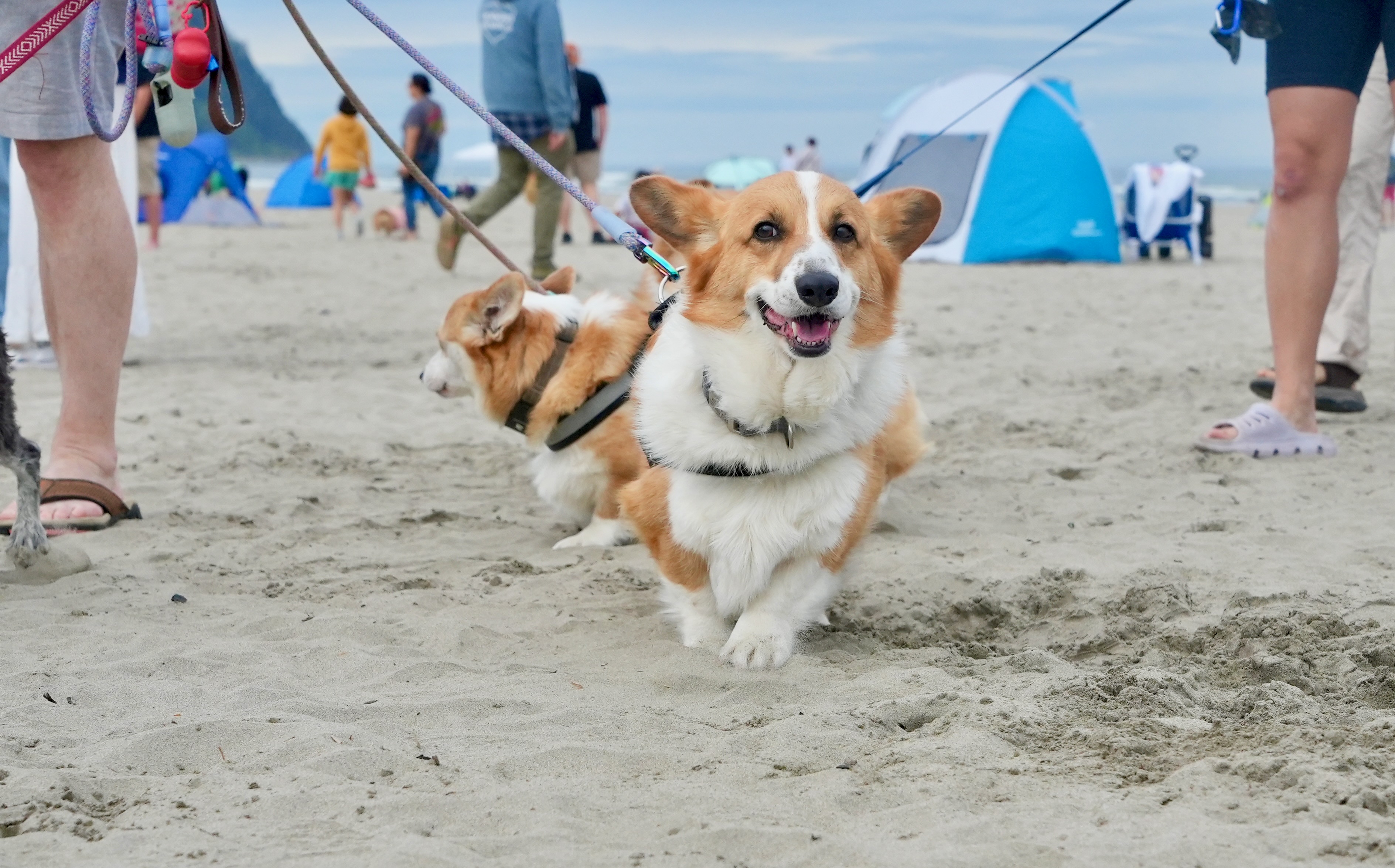 Corgi Beach Takeover - oregonlive.com