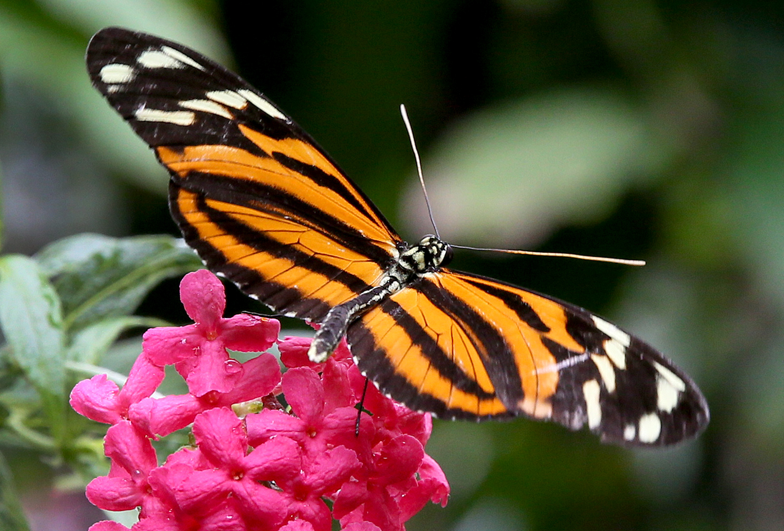 Butterflies return to Cleveland Botanical Garden this Friday