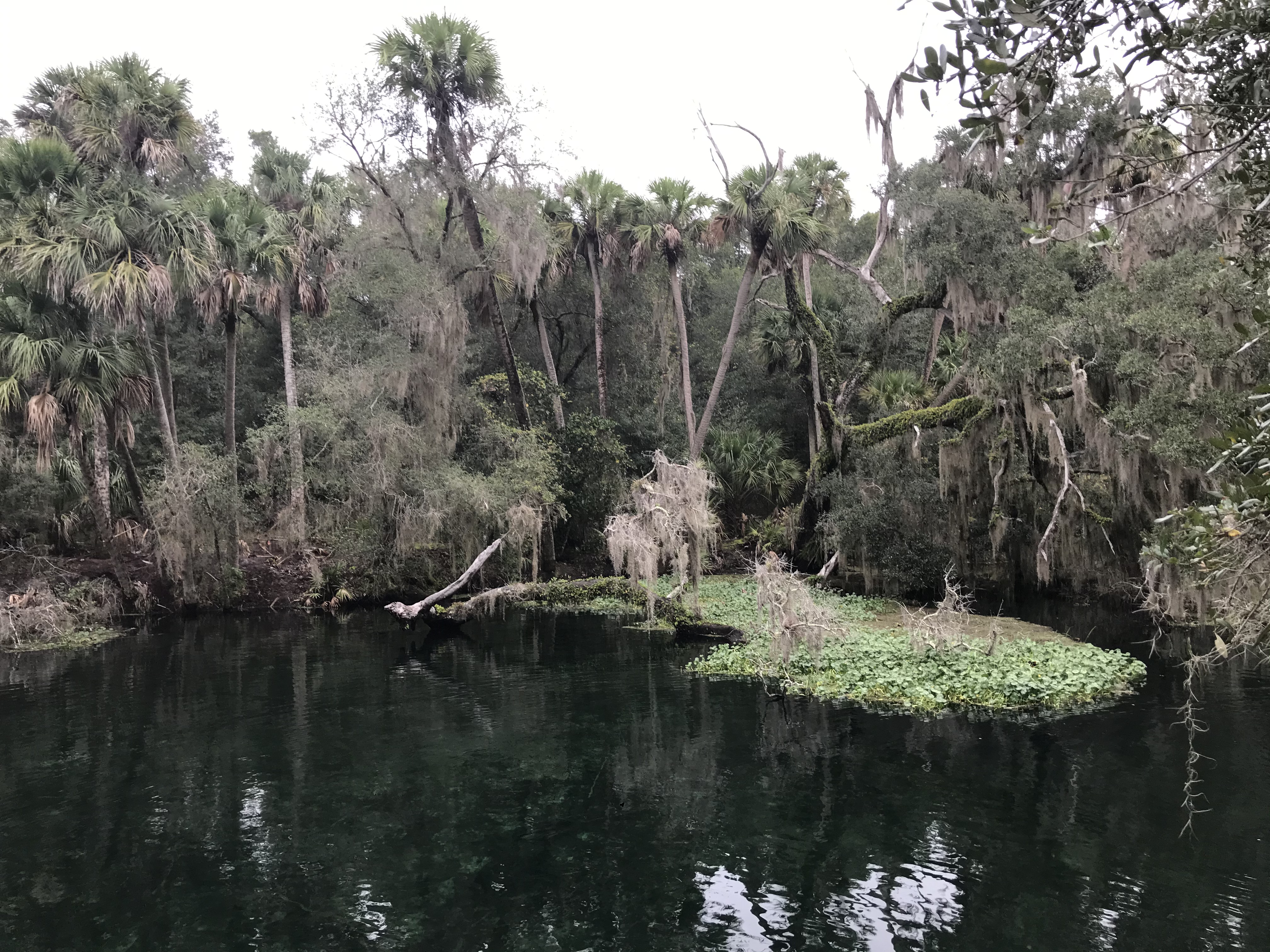 Up close with Florida manatees at Blue Spring State Park, a nature-made,  Orlando-area retreat 