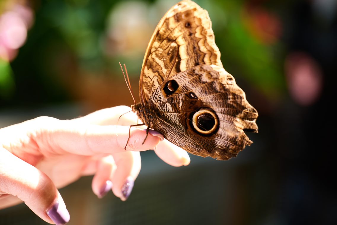 Las mariposas regresan al Jardín Botánico de Cleveland el 1 de abril