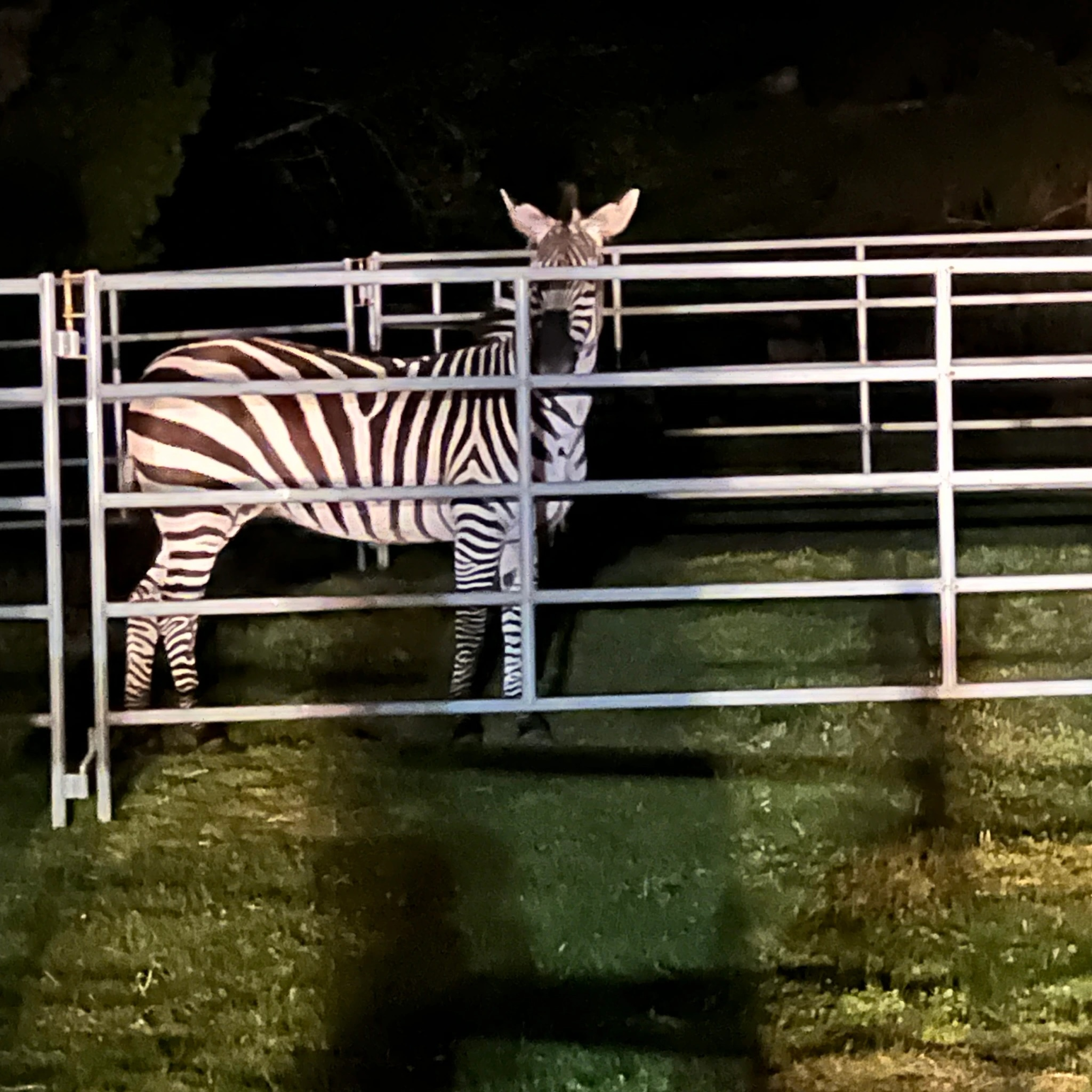 Sugar the runaway Washington Zebra - oregonlive.com