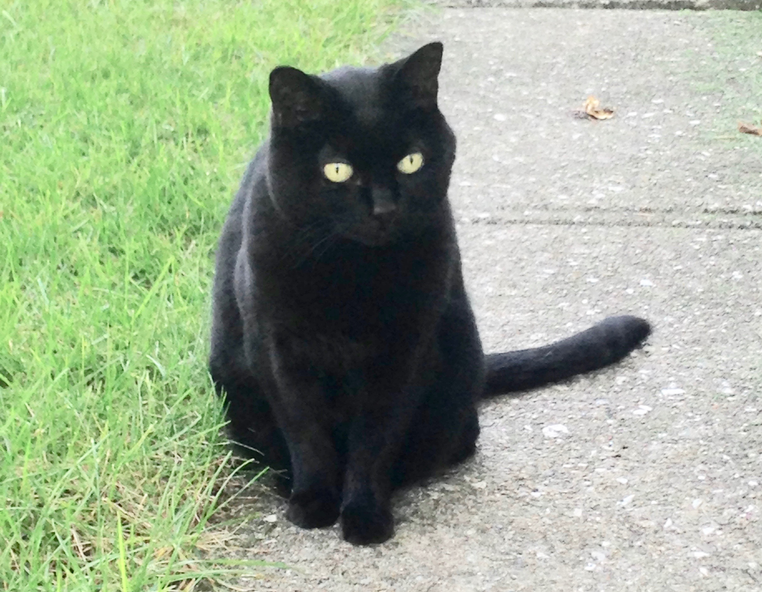 ブラック　キャット Black cat Sylvia is a Halloween treat for Brecksville family: Send